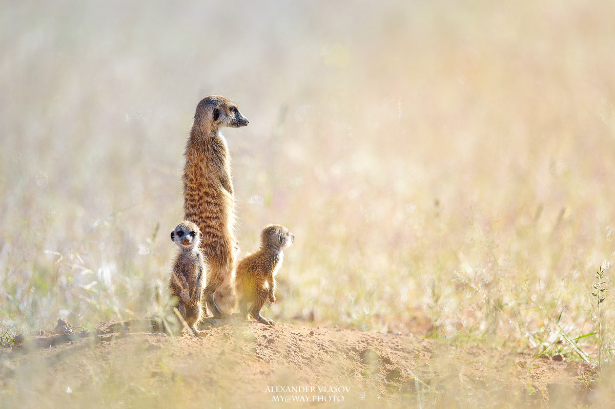 Nikon AF-S Nikkor 500mm F4E FL ED VR sample photo. Meerkats in a glow photography