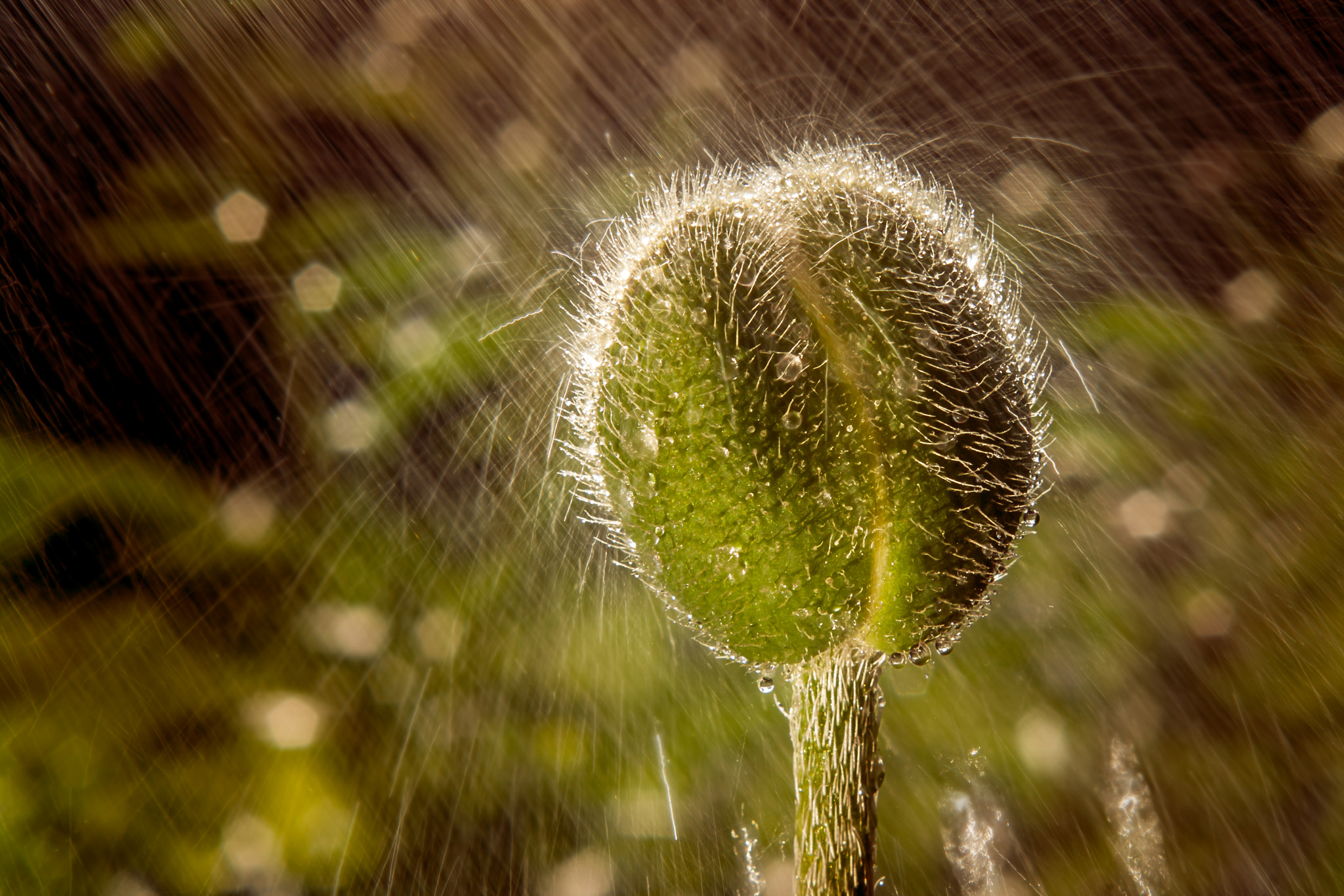 Canon EF 28-90mm f/4-5.6 USM sample photo. Backlight and rain.  photography