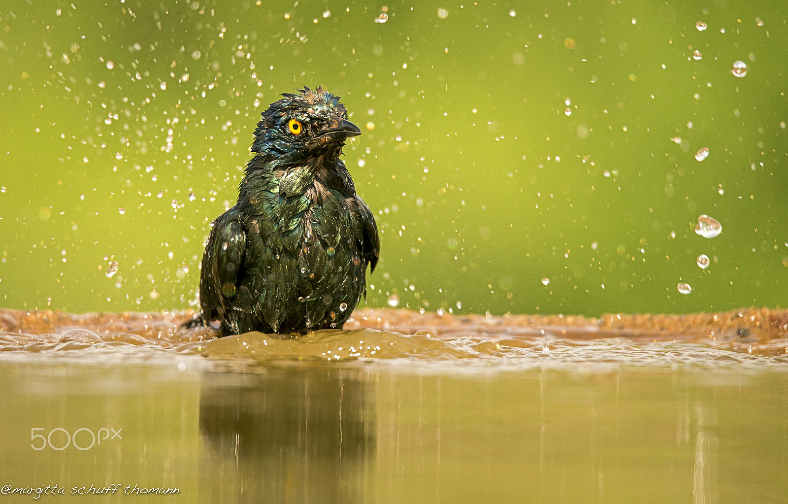 Tamron SP 150-600mm F5-6.3 Di VC USD sample photo. African starling... photography
