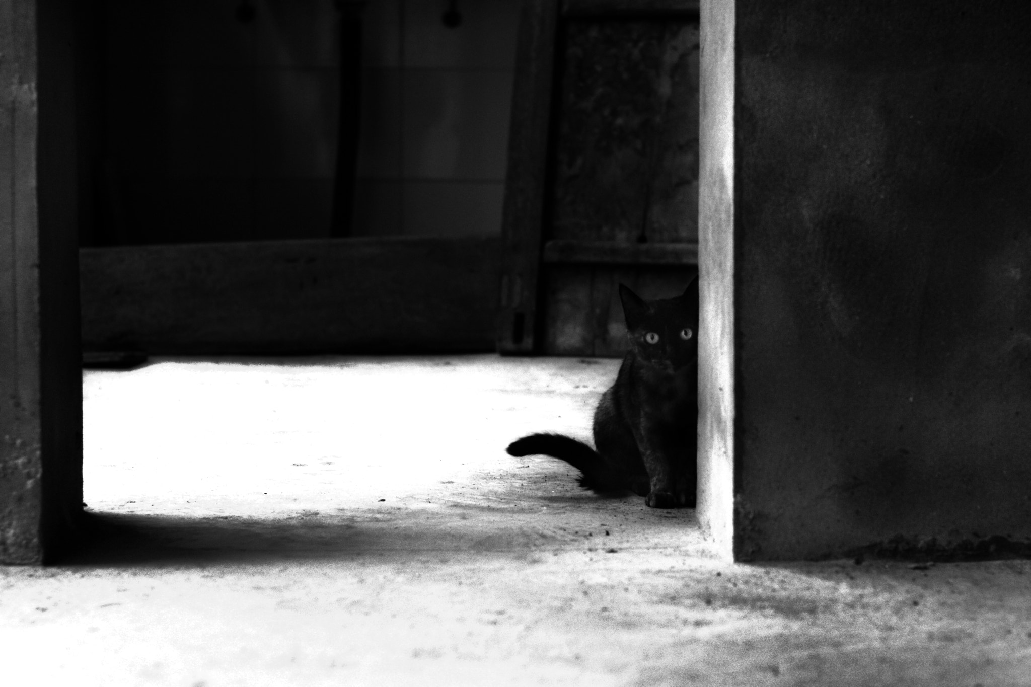 Pentax K-7 + Pentax smc FA 50mm F1.4 sample photo. Black cat photography