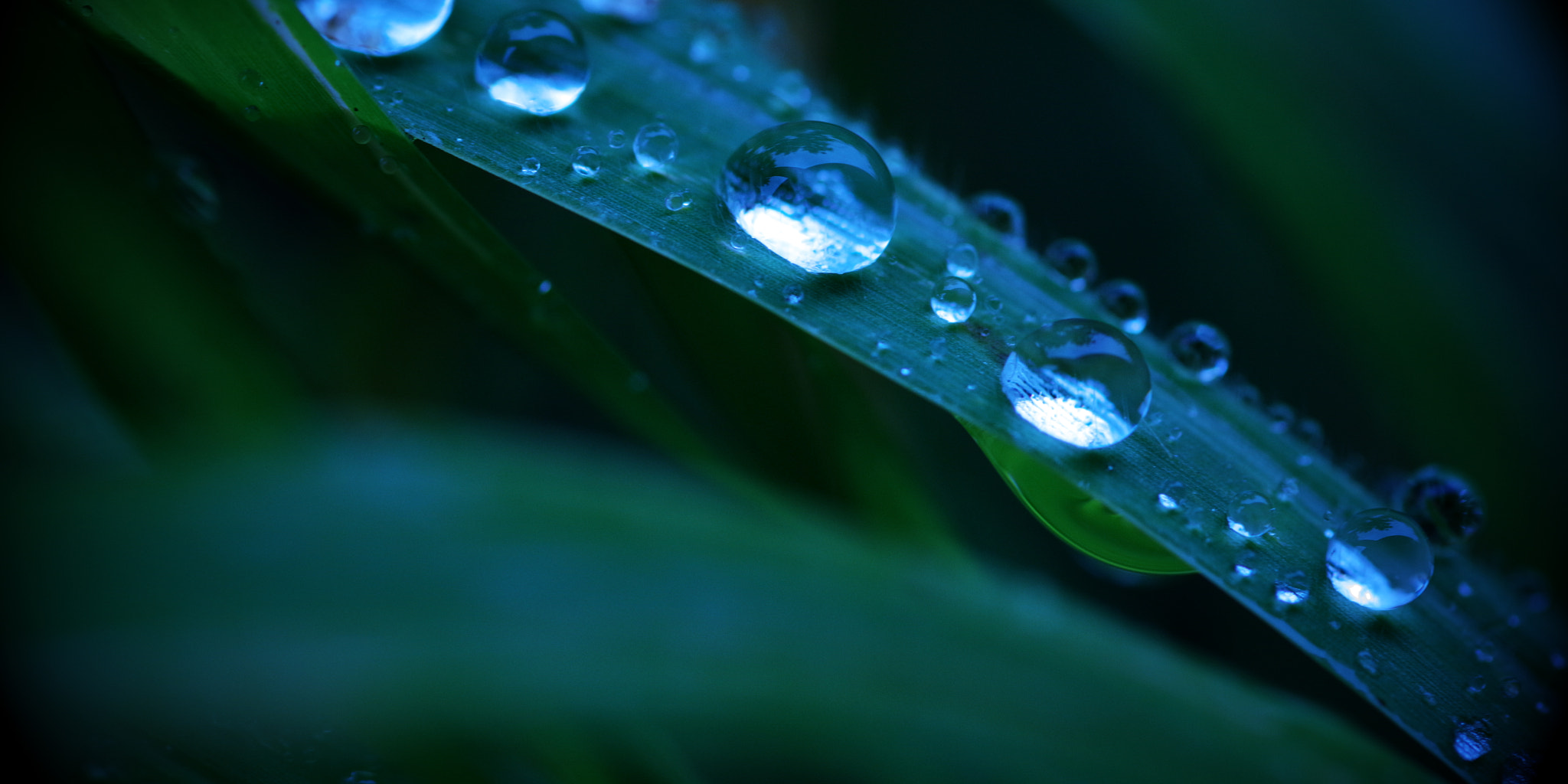 Pentax K-1 + Pentax smc D-FA 100mm F2.8 Macro WR sample photo. Drops photography