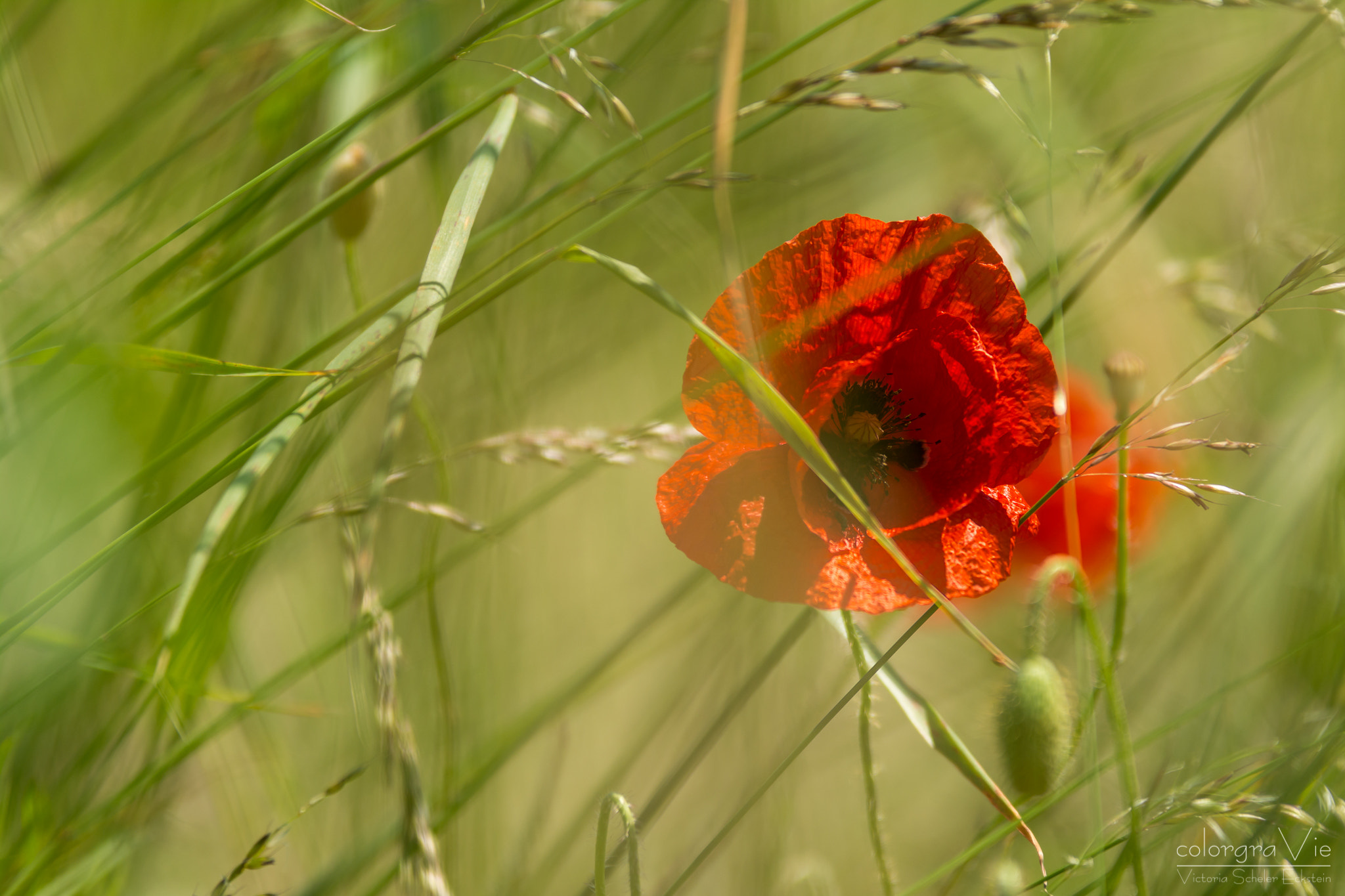 Sigma 70-200mm F2.8 EX DG OS HSM sample photo. Poppy ii photography