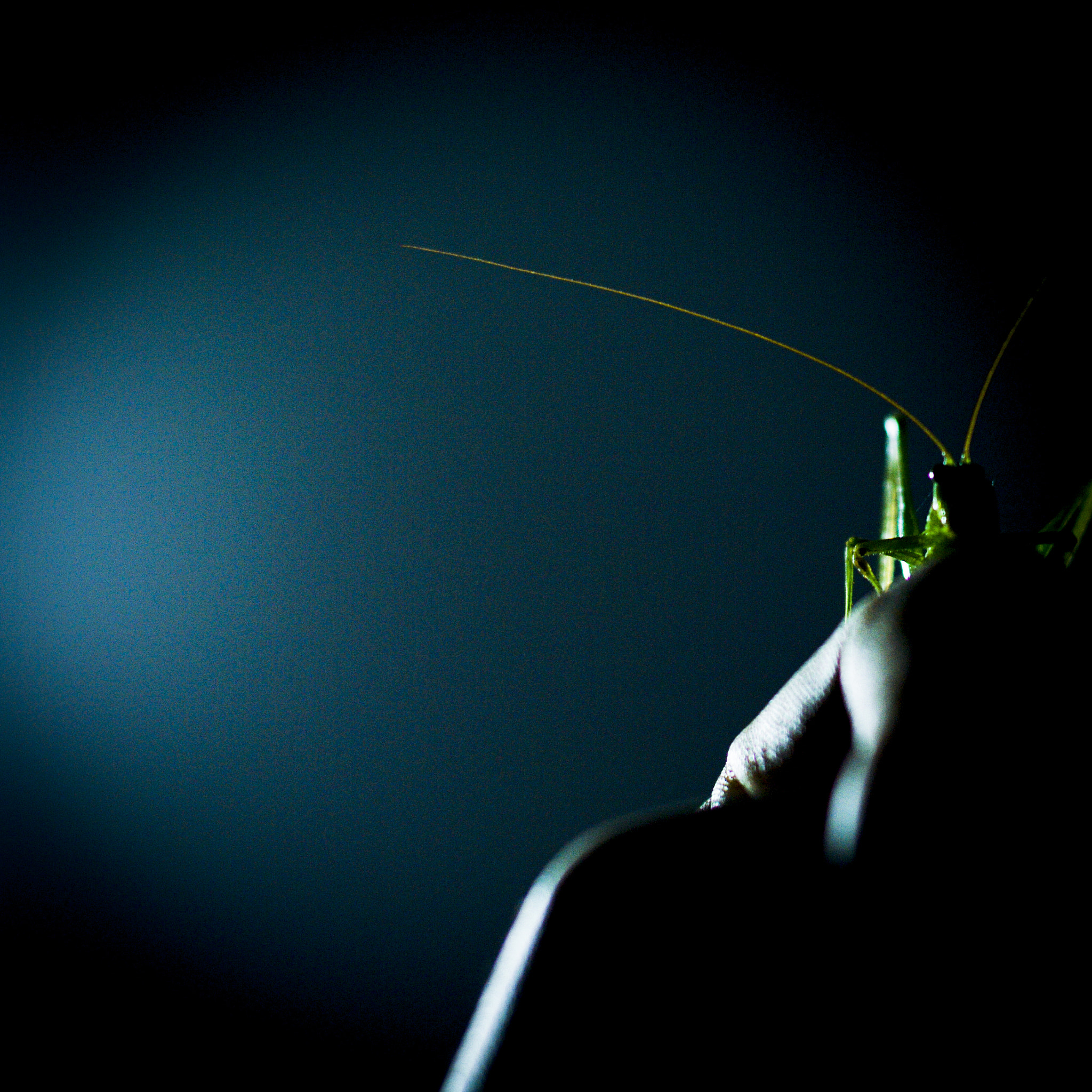 Pentax smc FA 50mm F1.4 sample photo. Insect photography
