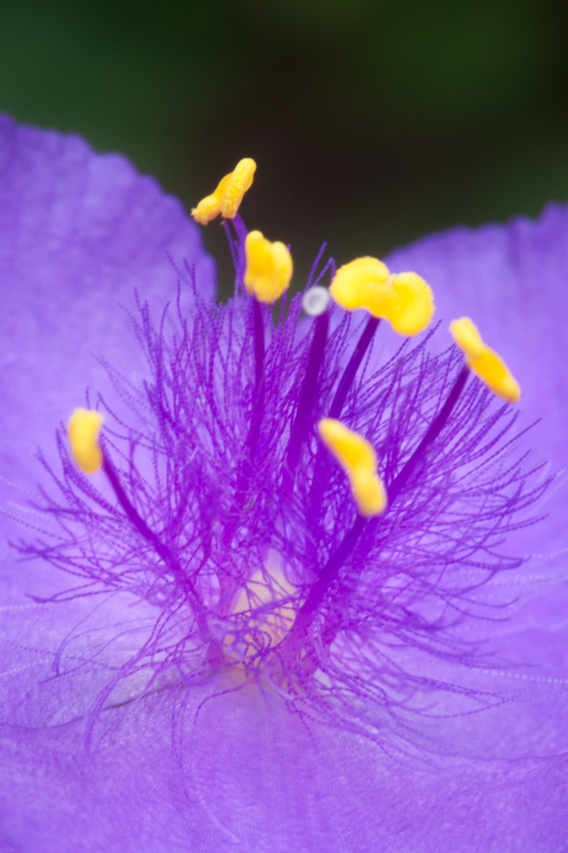Canon EF-S 60mm F2.8 Macro USM sample photo. Tradescantia photography