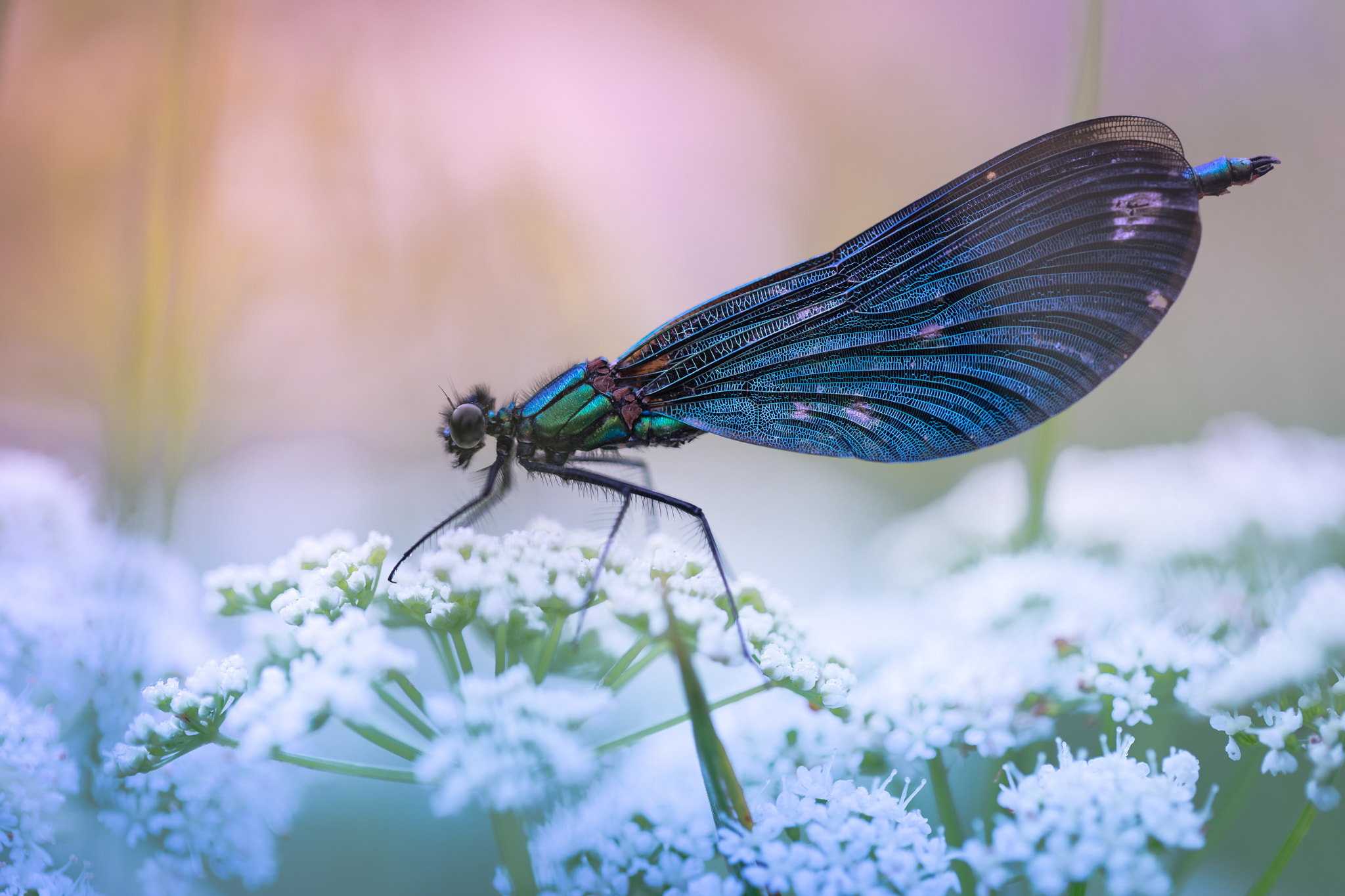 Sony a7 II + Canon EF 100mm F2.8L Macro IS USM sample photo. ~the dragon~ photography