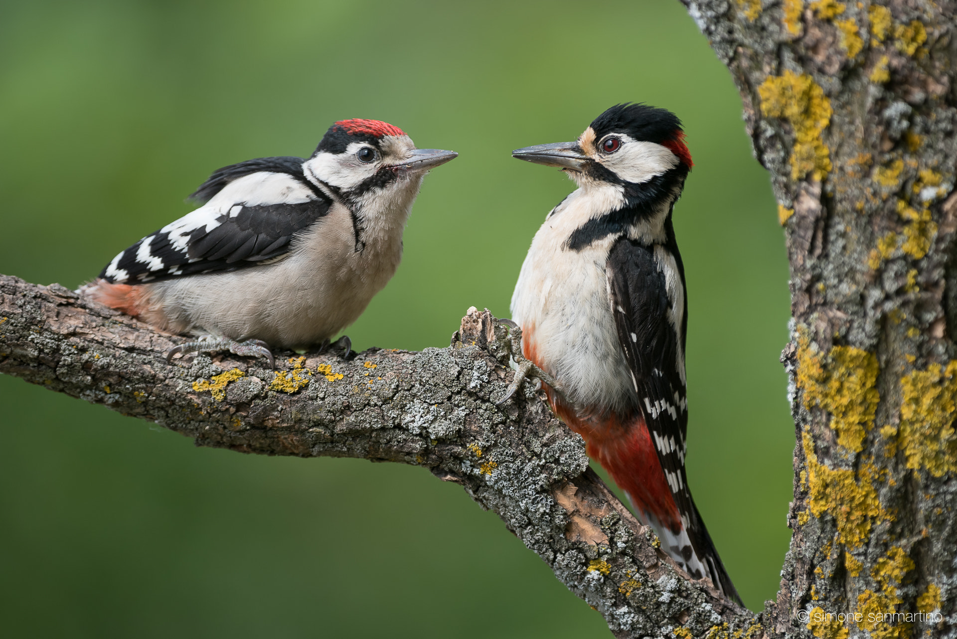 Nikon D750 + Sigma 500mm F4.5 EX DG HSM sample photo. Great spotted woodpecker - picchio rosso maggiore photography