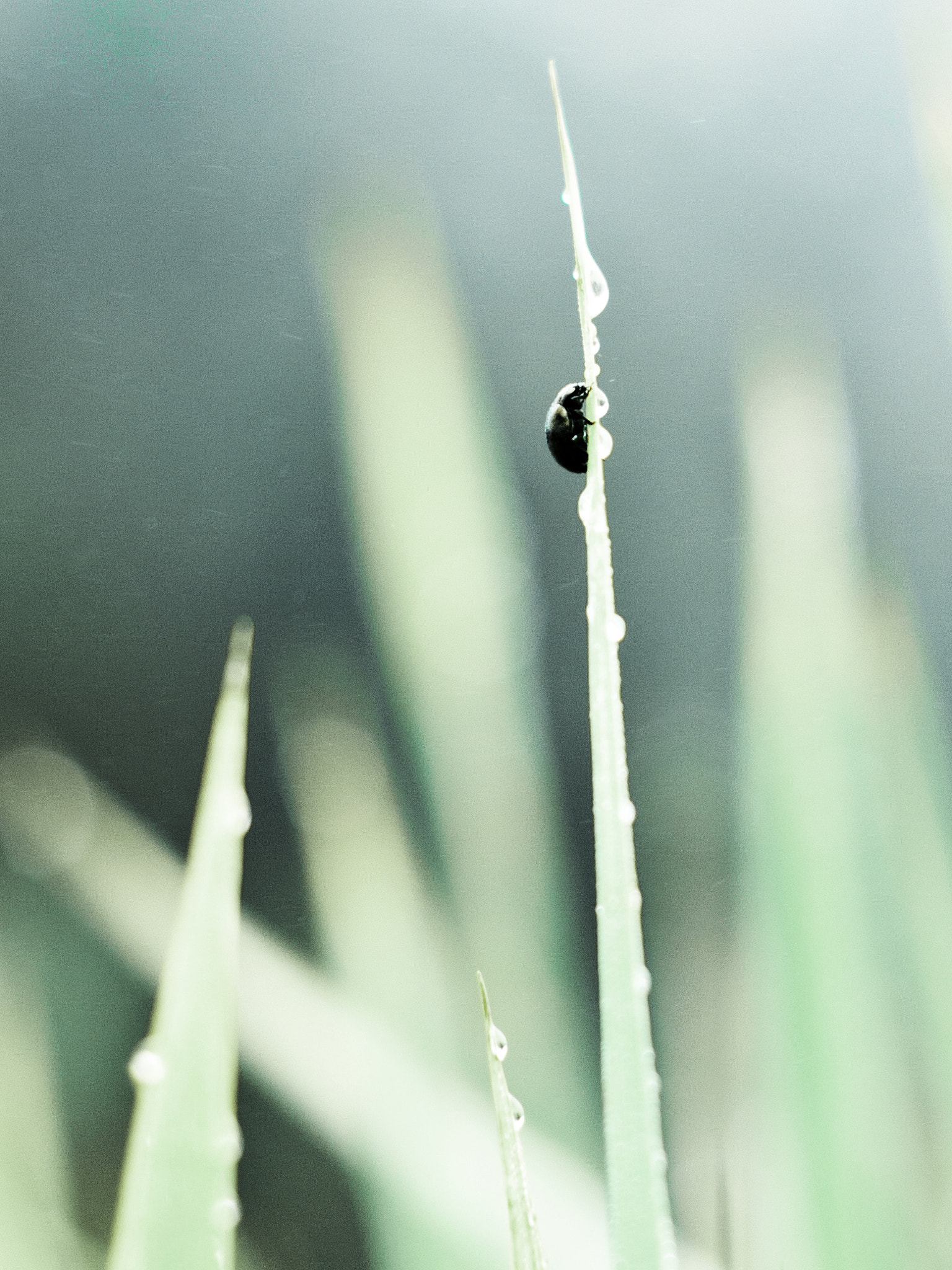 Pentax smc FA 50mm F1.4 sample photo. Ladybug photography