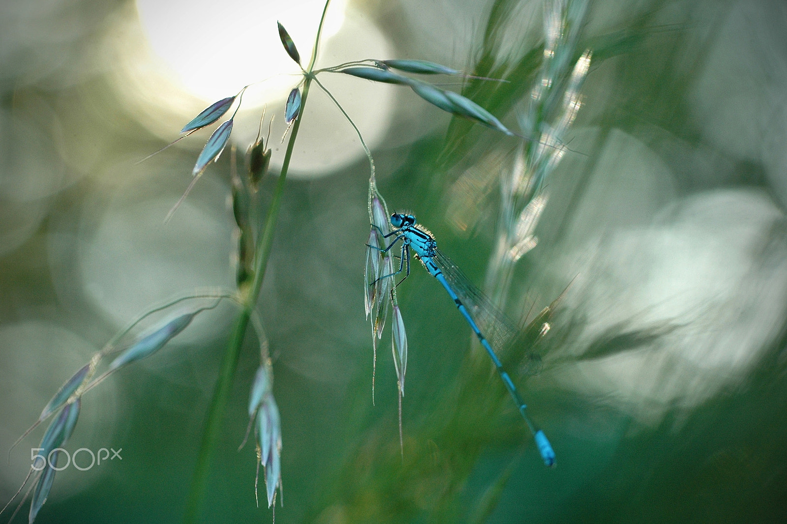 Nikon D70 sample photo. Dragonfly backlit ... photography