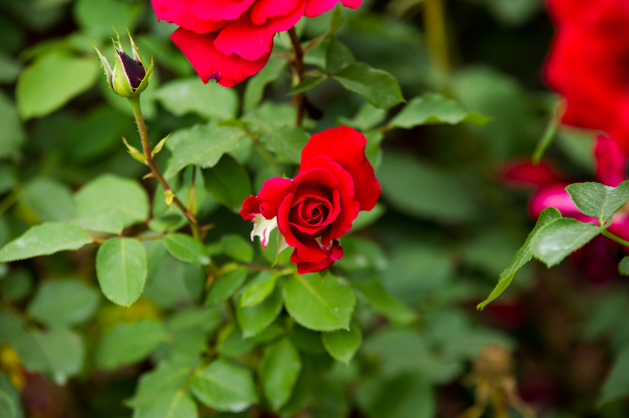 Sigma 70-200mm F2.8 EX DG OS HSM sample photo. Roses photography