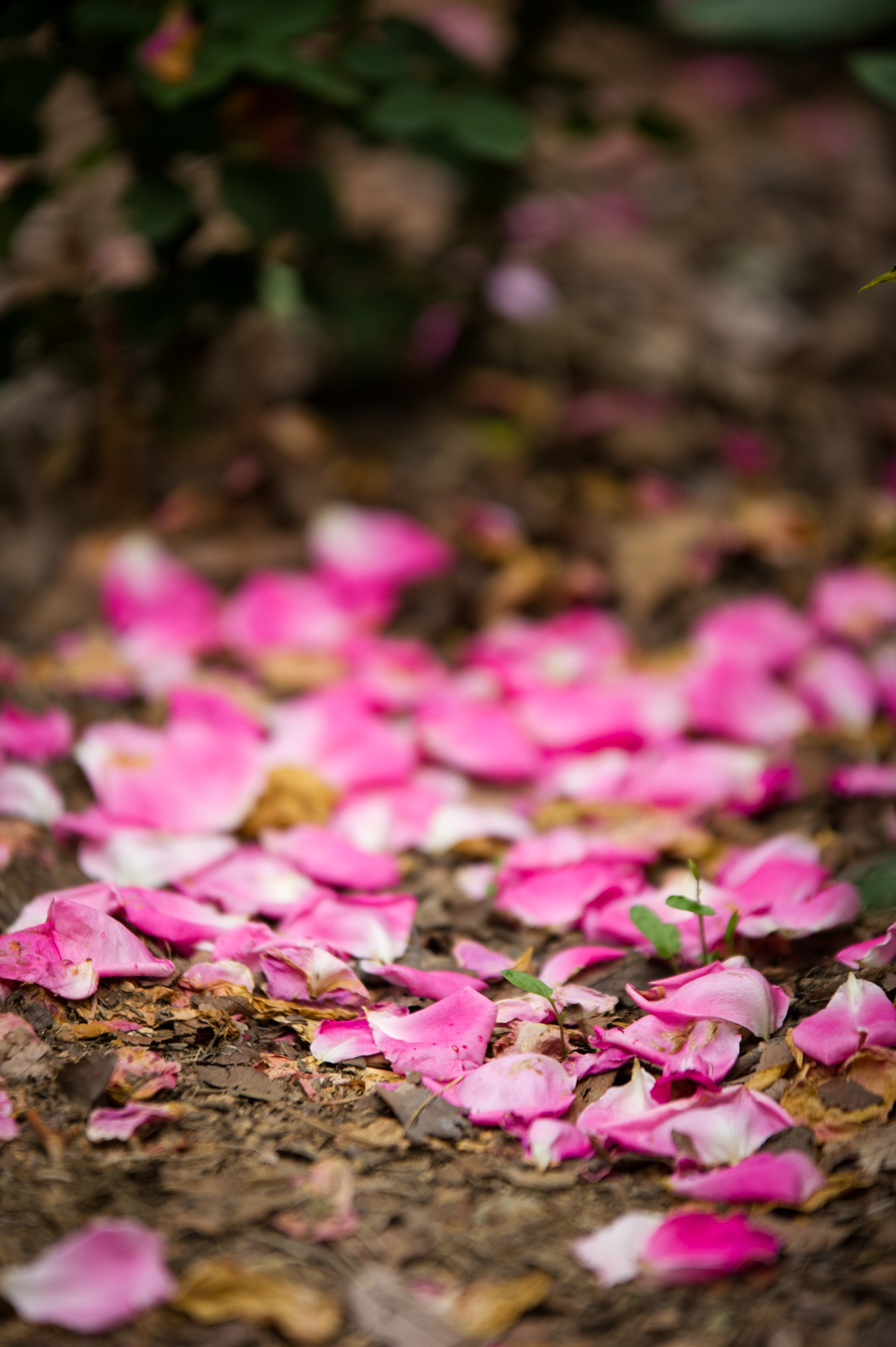 Sigma 70-200mm F2.8 EX DG OS HSM sample photo. Roses photography