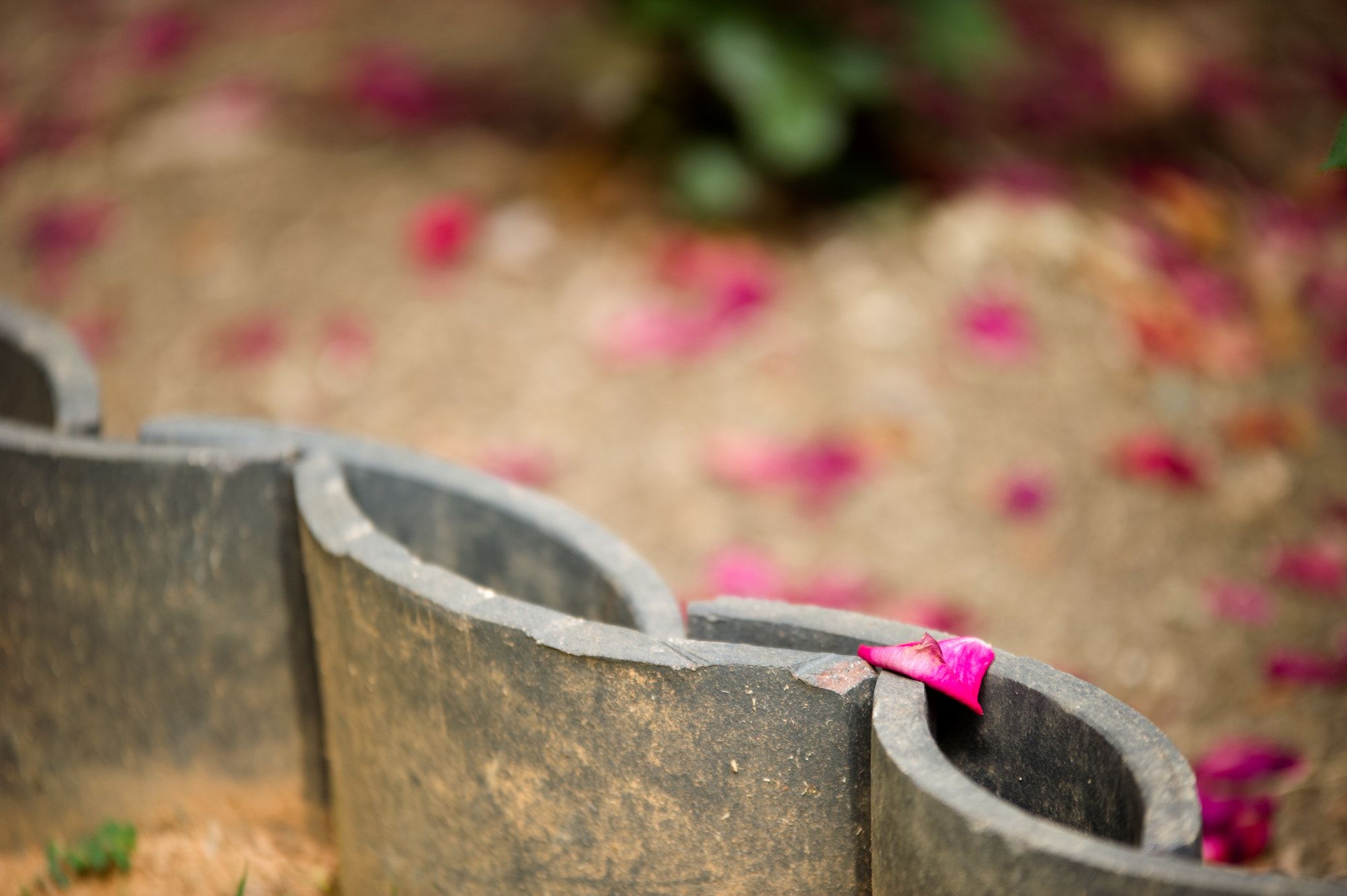Sigma 70-200mm F2.8 EX DG OS HSM sample photo. Roses photography