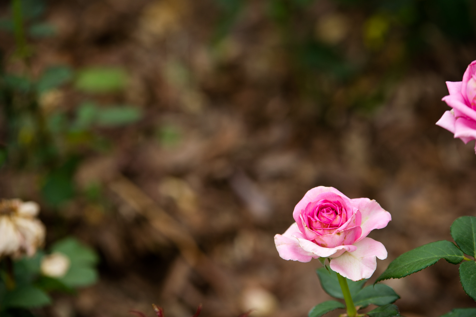 Sigma 70-200mm F2.8 EX DG OS HSM sample photo. Roses photography