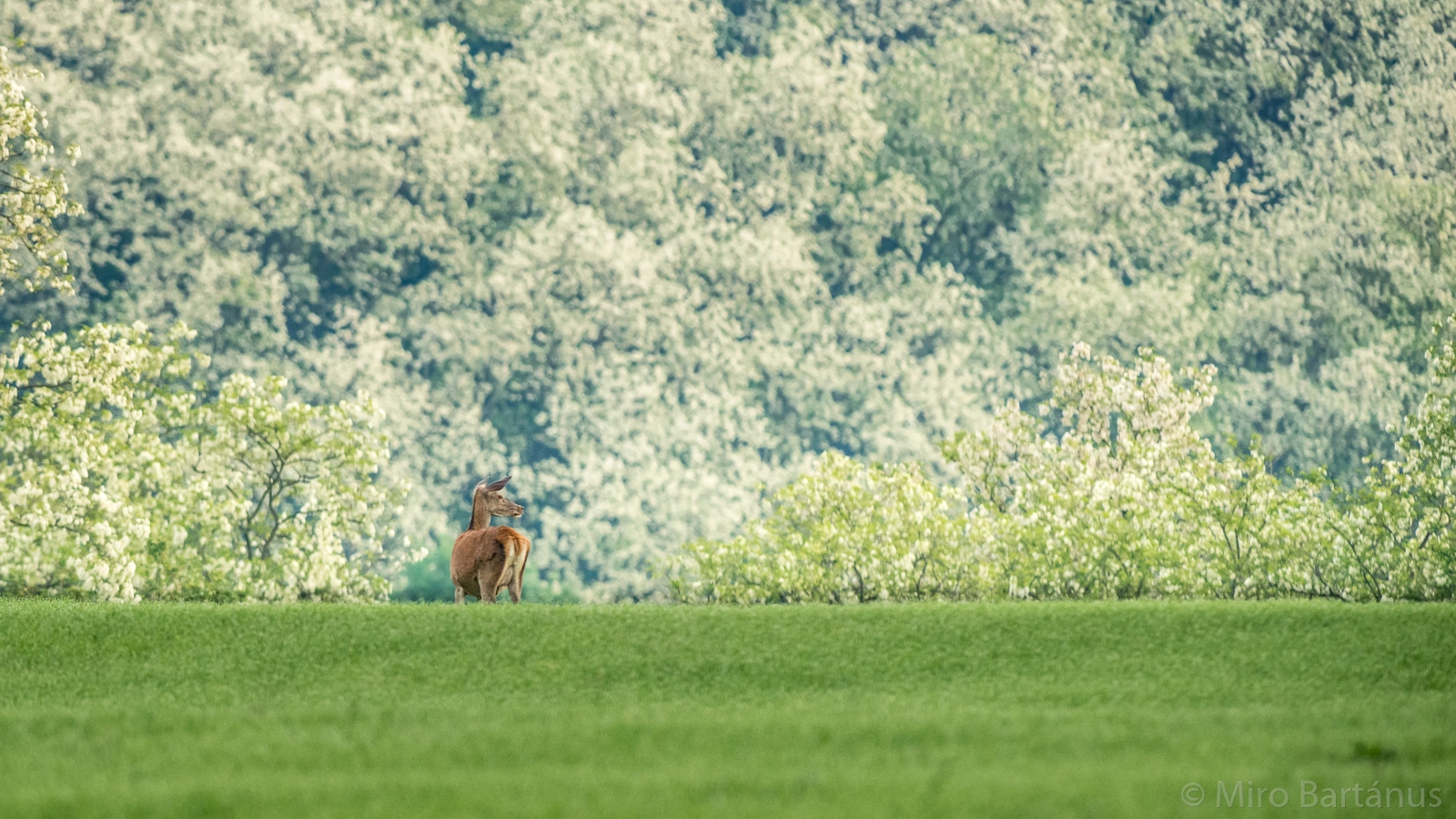 Nikon AF-S Nikkor 300mm F2.8G ED VR II sample photo. In front of blossom locust tree forest photography
