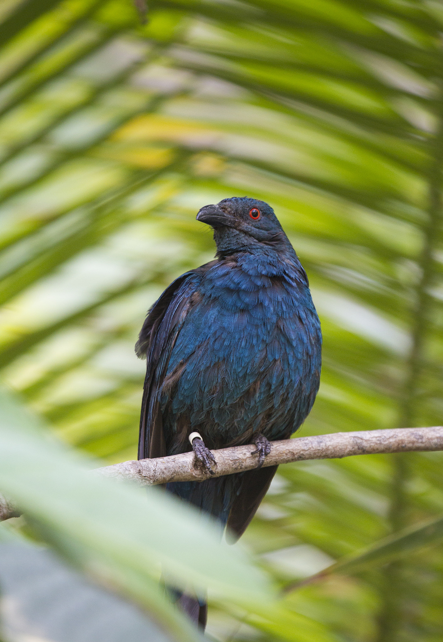 Canon EF 100-400mm F4.5-5.6L IS USM sample photo. Asian fairy bluebird photography