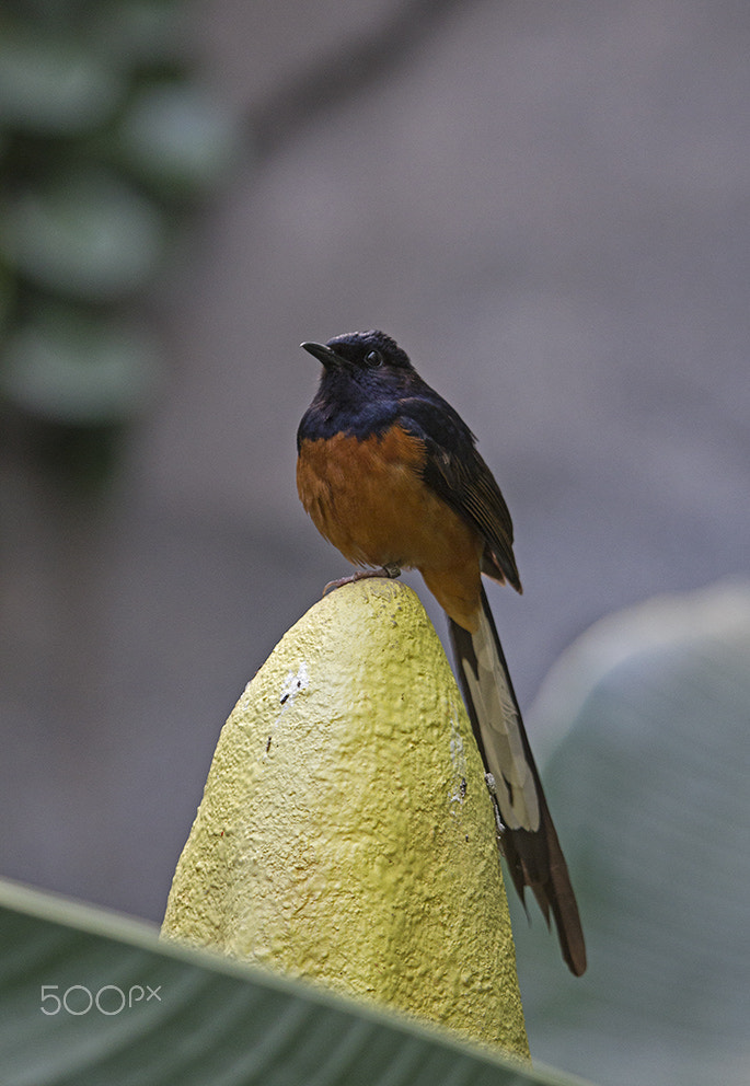 Canon EOS-1D Mark IV + Canon EF 100-400mm F4.5-5.6L IS USM sample photo. White-rumped shama photography