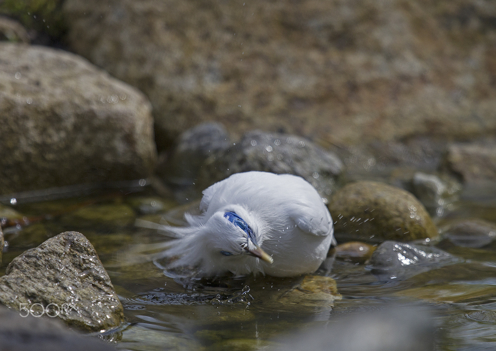 Canon EF 100-400mm F4.5-5.6L IS USM sample photo. Rothschild mynah photography