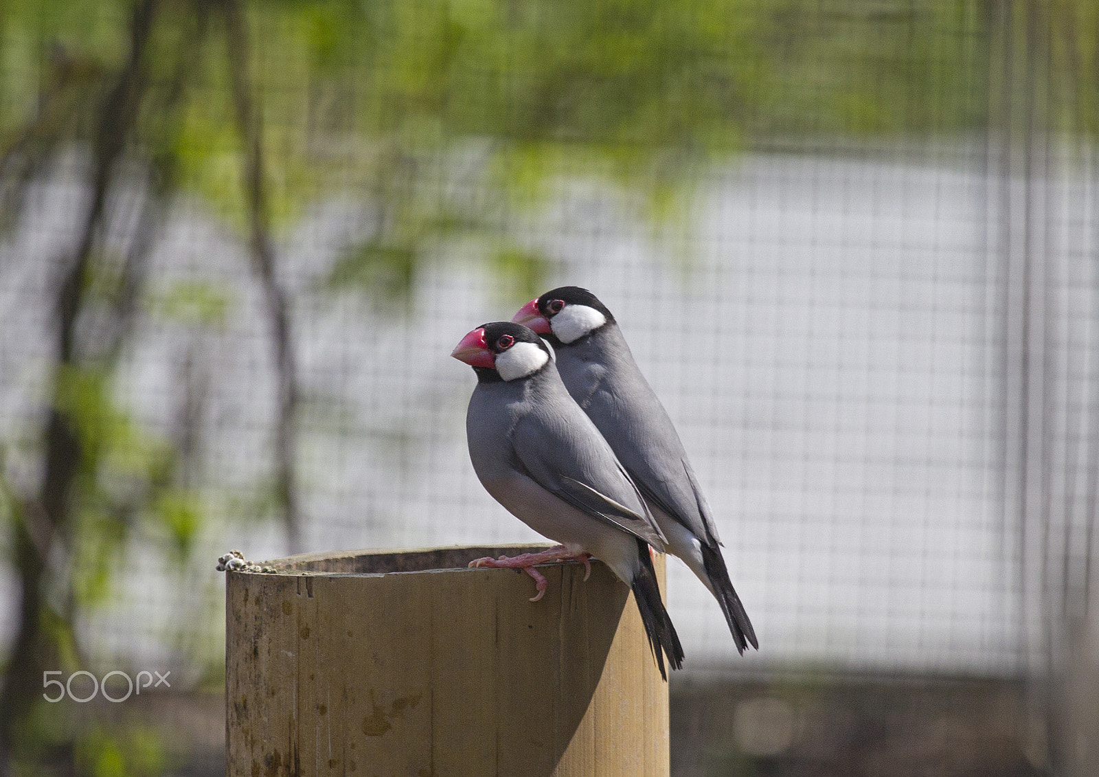 Canon EF 100-400mm F4.5-5.6L IS USM sample photo. Java sparrow photography