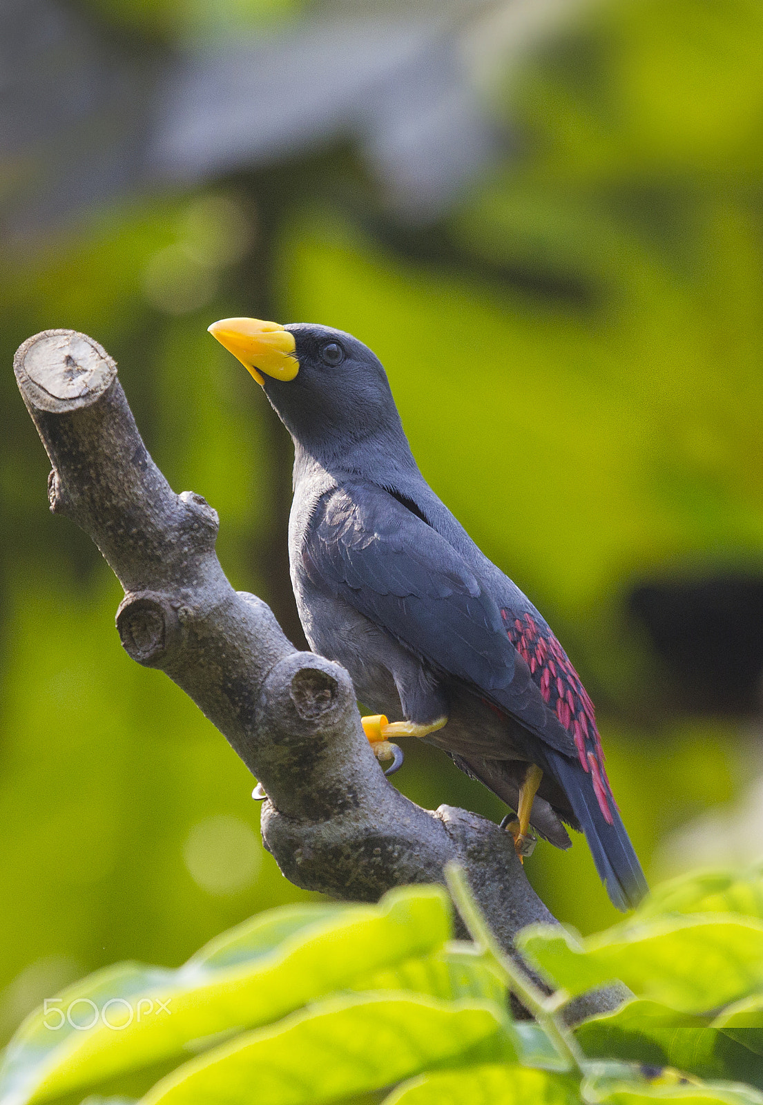 Canon EF 100-400mm F4.5-5.6L IS USM sample photo. Gosbeak starling photography