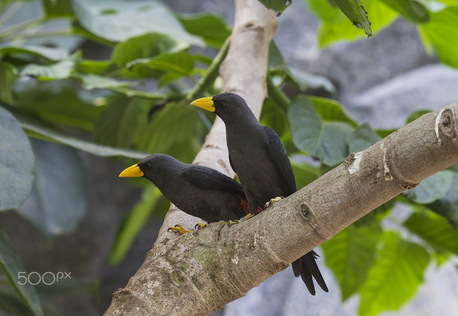 Canon EF 100-400mm F4.5-5.6L IS USM sample photo. Gosbeak starling photography