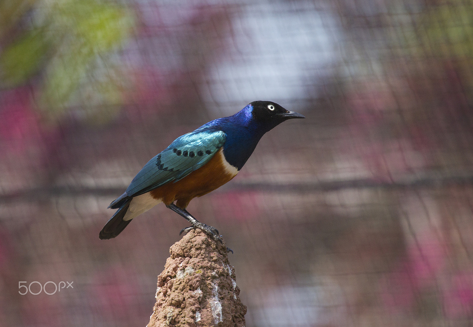 Canon EF 100-400mm F4.5-5.6L IS USM sample photo. Superb starling photography