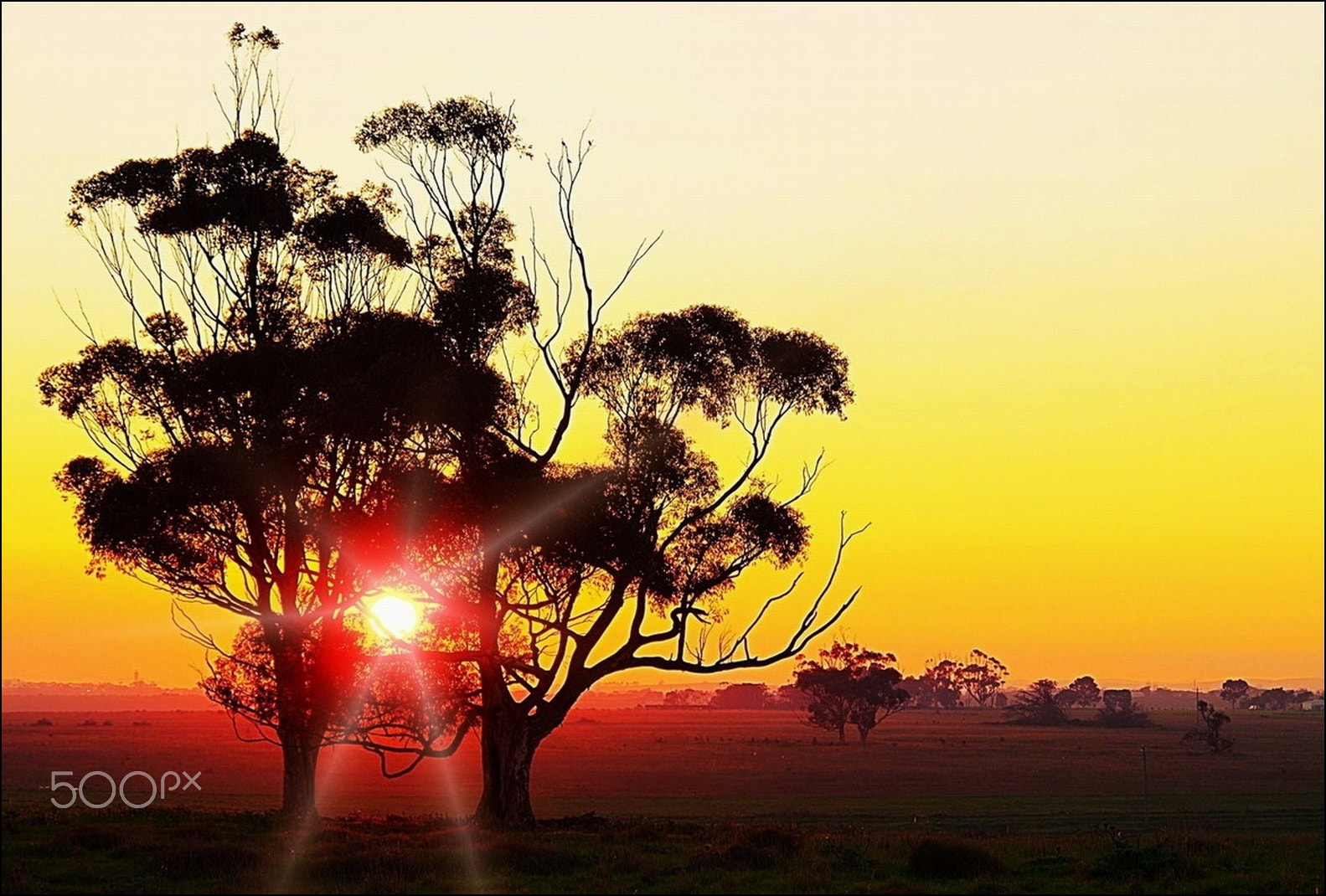 Pentax K-01 sample photo. Sunset gums photography