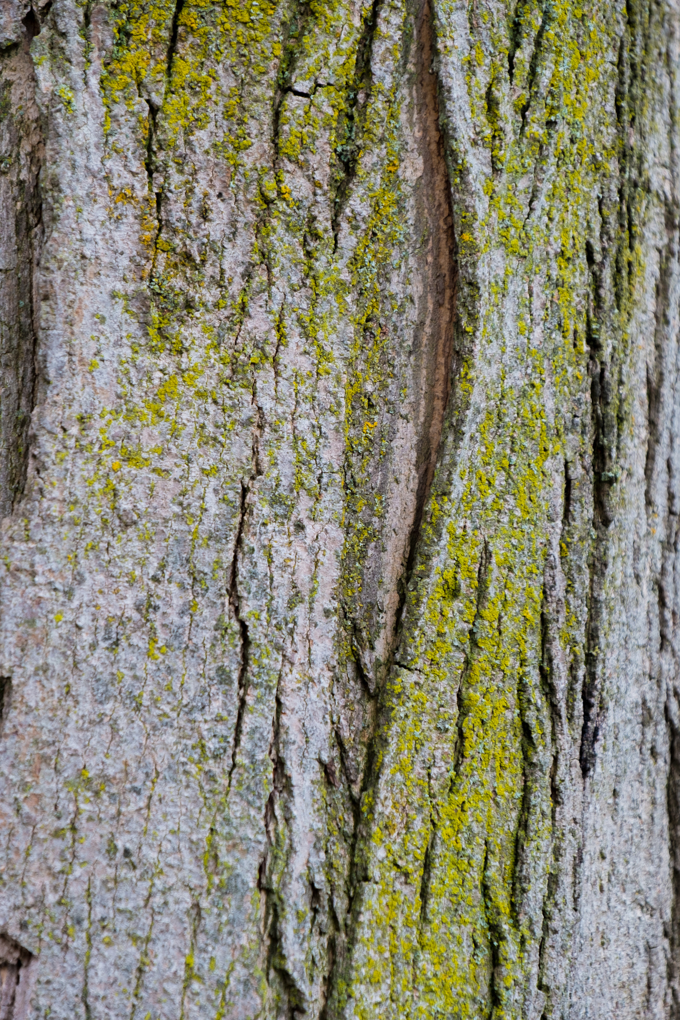 Fujifilm X-E1 + Fujifilm XF 18-135mm F3.5-5.6 R LM OIS WR sample photo. Maple bark photography