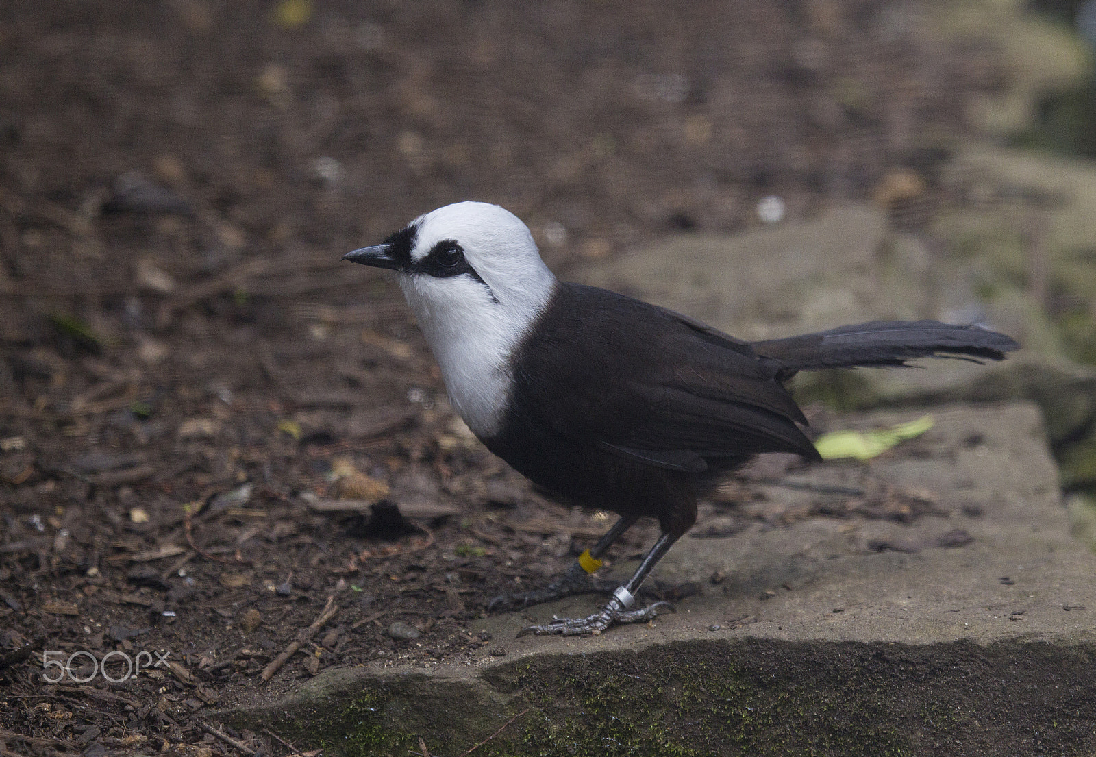 Canon EF 100-400mm F4.5-5.6L IS USM sample photo. Sumatran laughing thrush photography