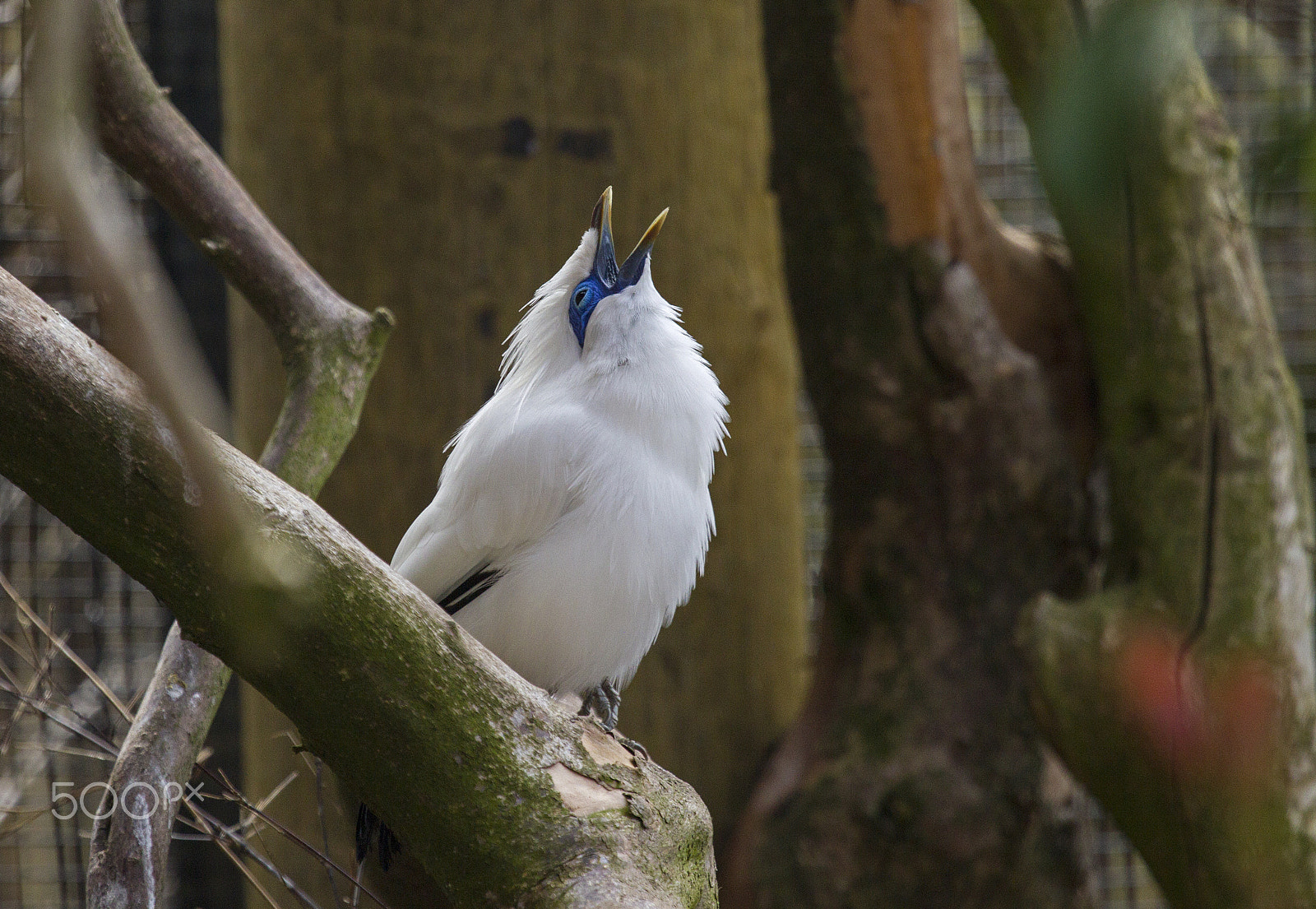 Canon EF 100-400mm F4.5-5.6L IS USM sample photo. Rothschild mynah photography