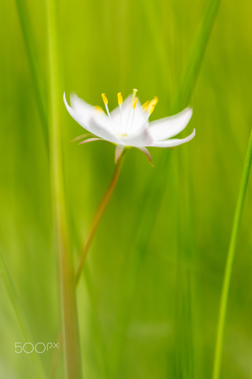 Sigma APO Macro 150mm f/2.8 EX DG HSM sample photo. Skogsstjärna photography