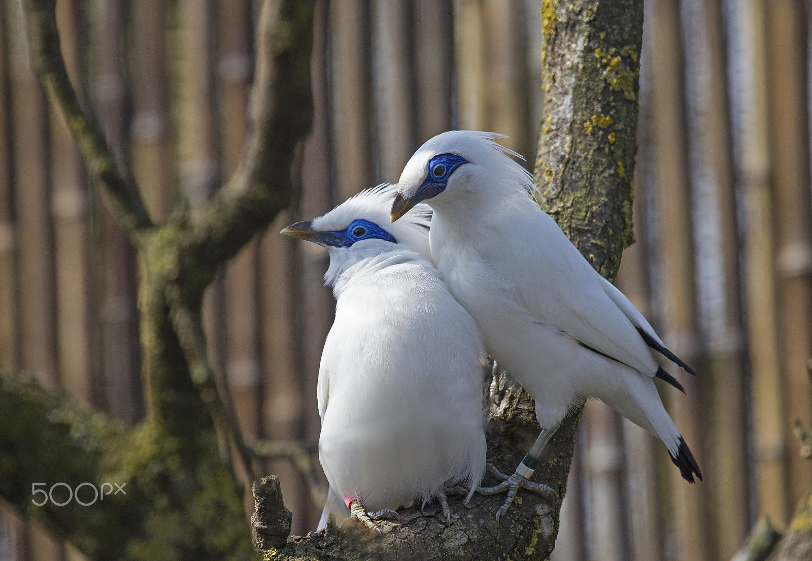 Canon EF 100-400mm F4.5-5.6L IS USM sample photo. Bali starling (ce) photography