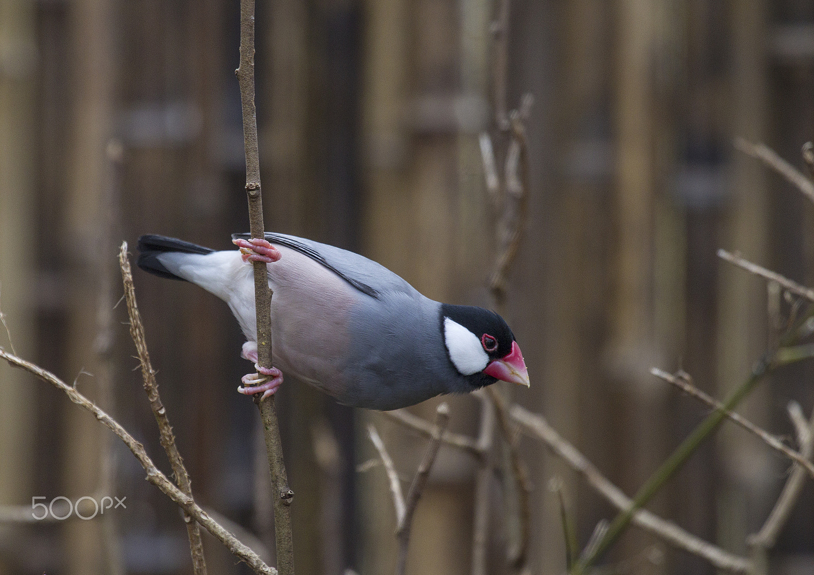 Canon EF 100-400mm F4.5-5.6L IS USM sample photo. Java sparrow photography