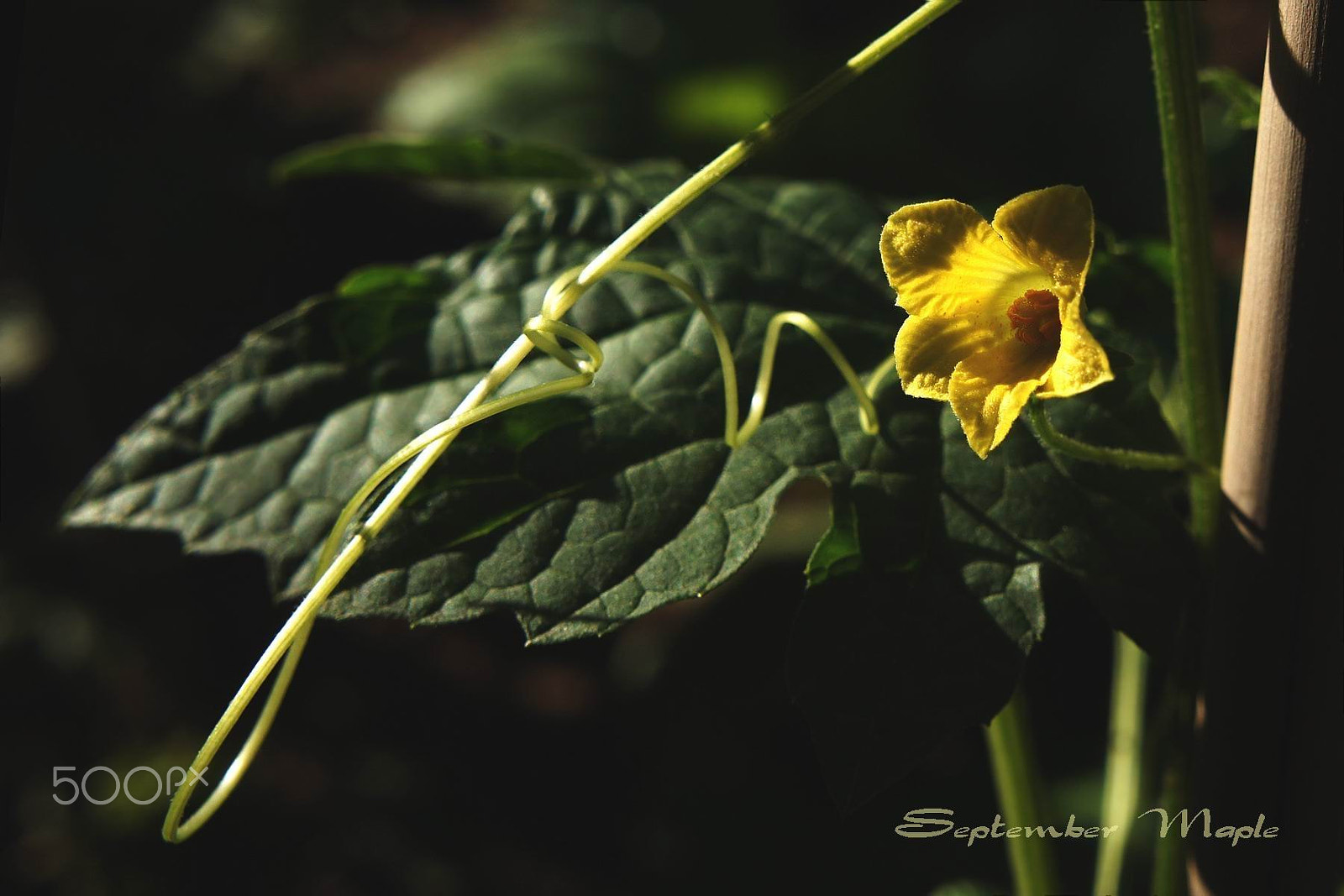 Sony NEX-5C sample photo. 苦瓜的签名 1 photography