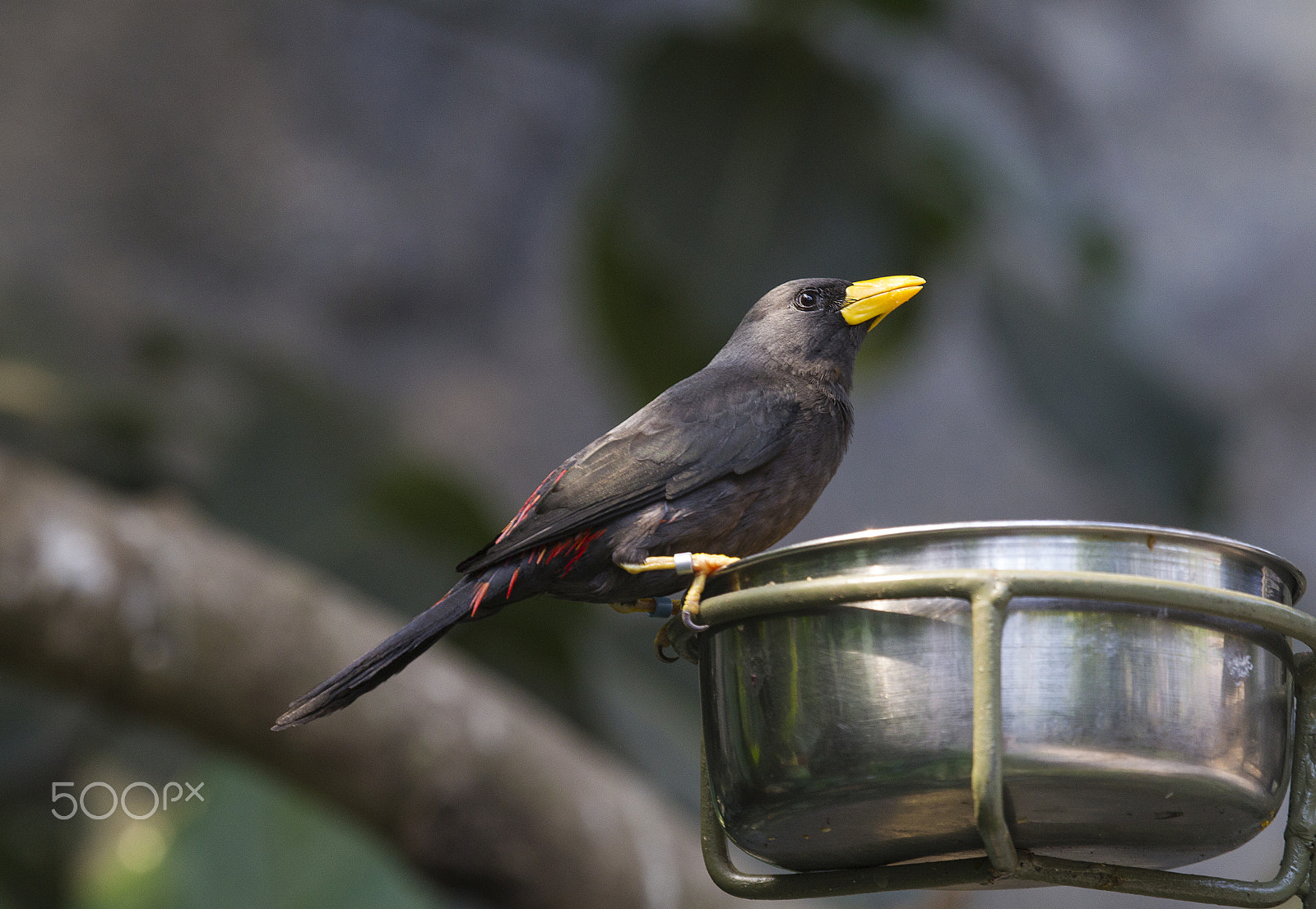 Canon EF 100-400mm F4.5-5.6L IS USM sample photo. Gosbeak starling photography