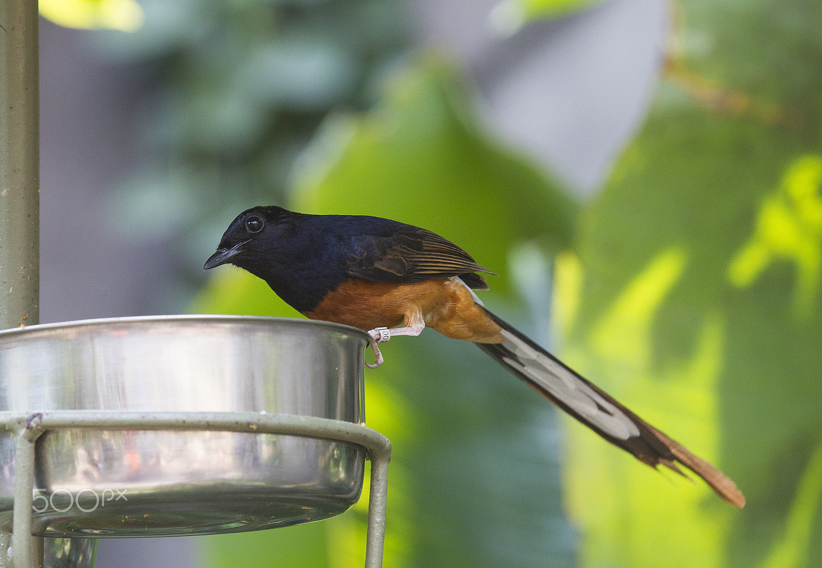 Canon EF 100-400mm F4.5-5.6L IS USM sample photo. White-rumped shama photography