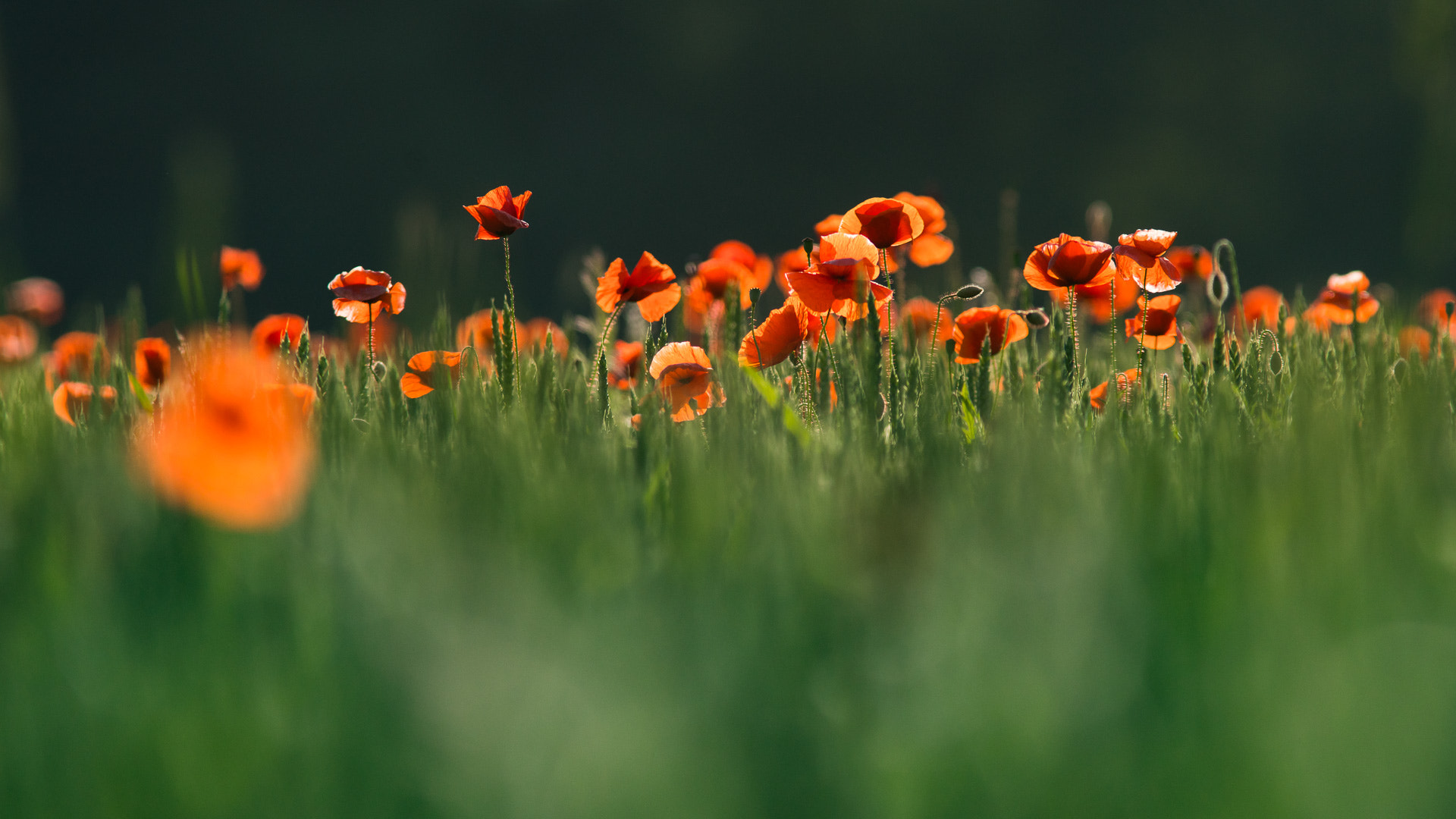 Sony a7R II + Canon EF 300mm F4L IS USM sample photo. Poppies in evening light photography