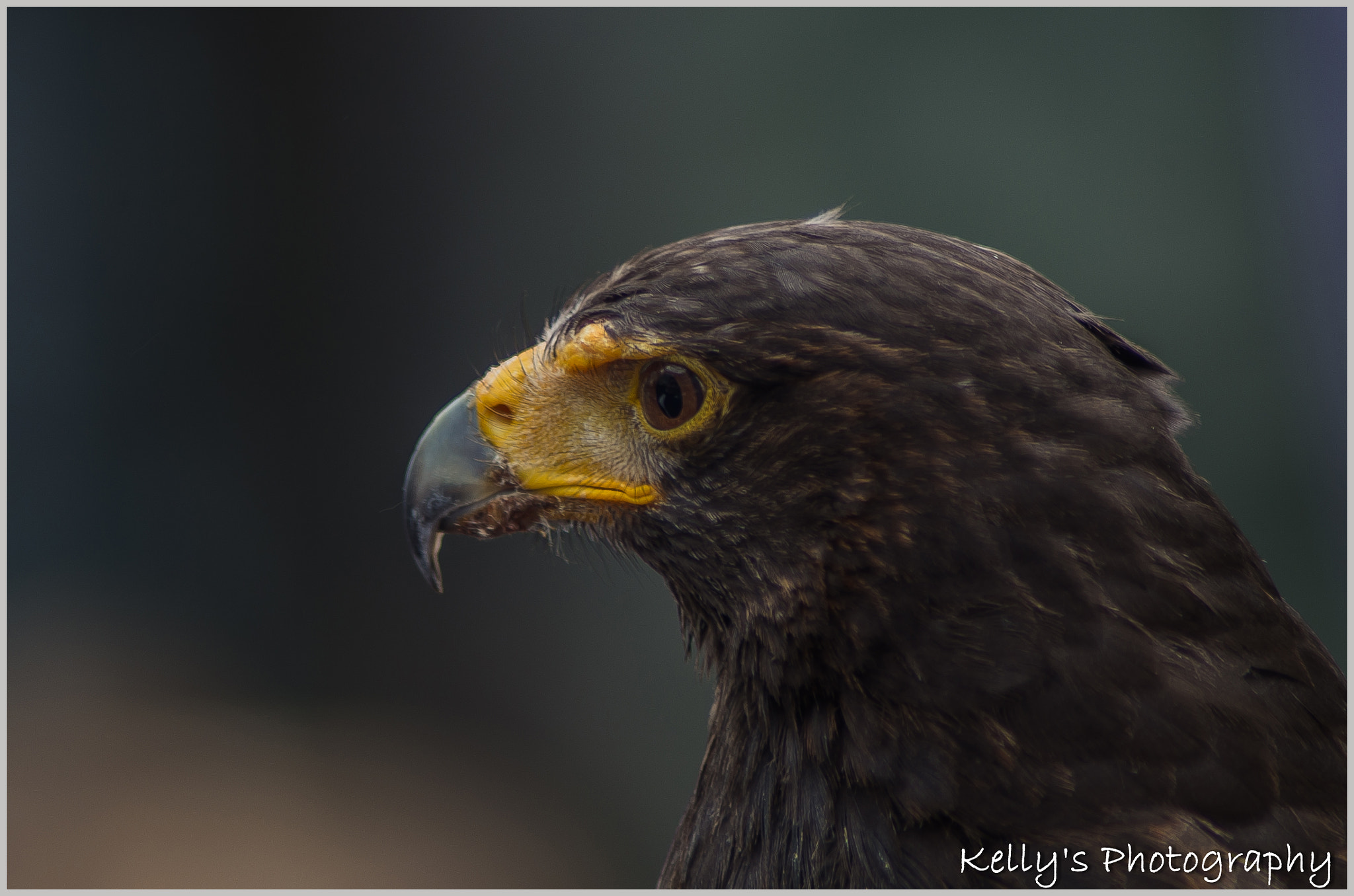 Pentax K-50 + Tamron AF 70-300mm F4-5.6 Di LD Macro sample photo. Harris hawk photography