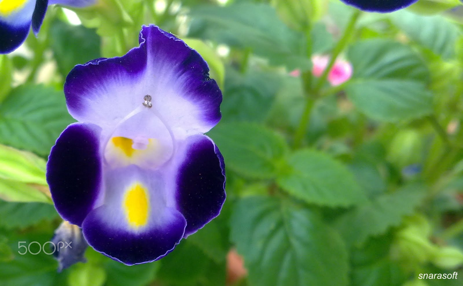 Nokia N97 mini sample photo. Blue pea photography
