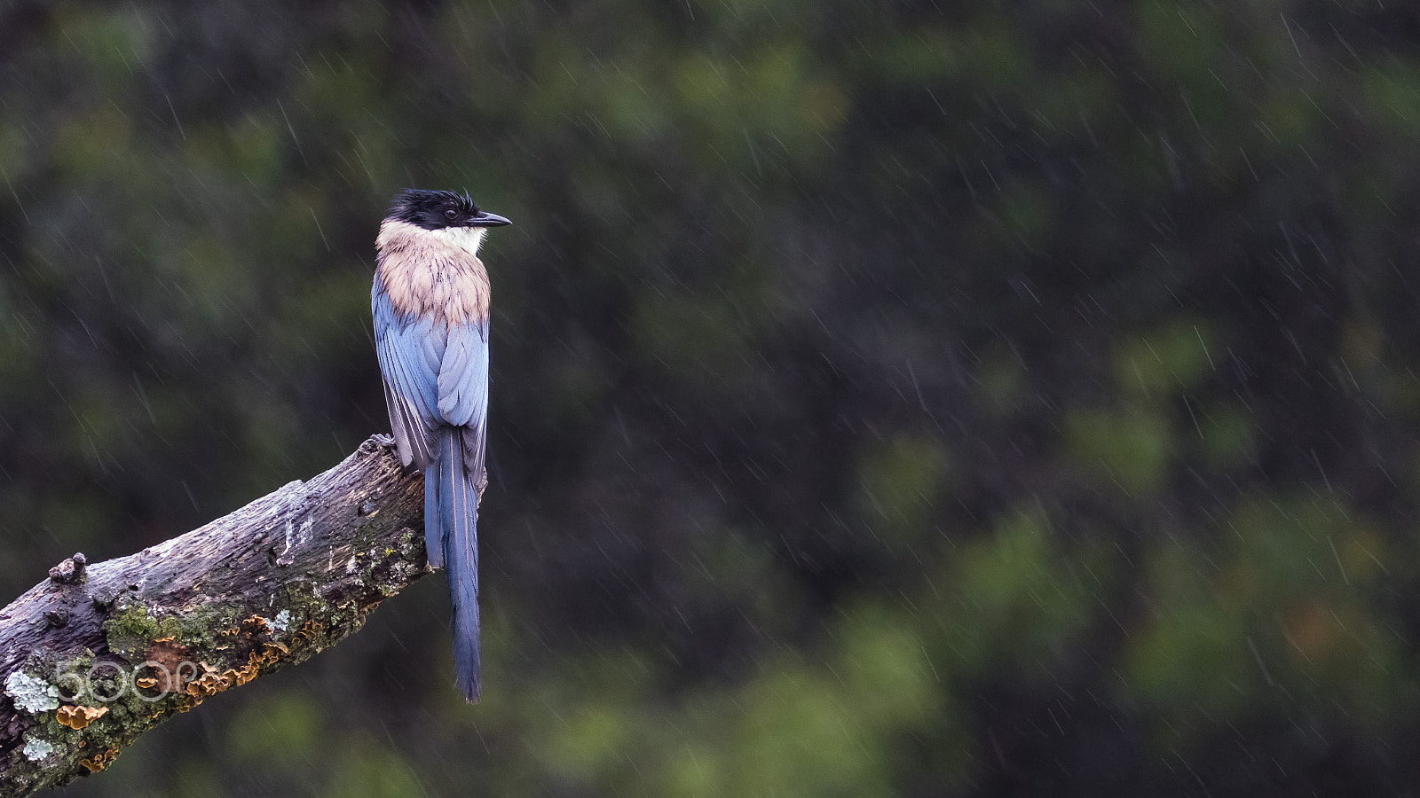 Canon EF 200-400mm F4L IS USM Extender 1.4x sample photo. Under the rain photography