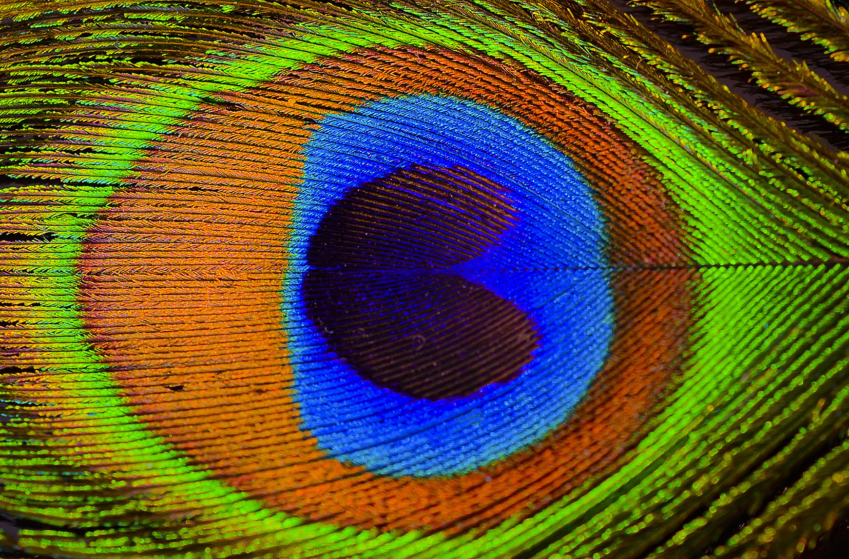 Nikon AF-S DX Micro Nikkor 40mm F2.8 sample photo. Majestic natural colours photography