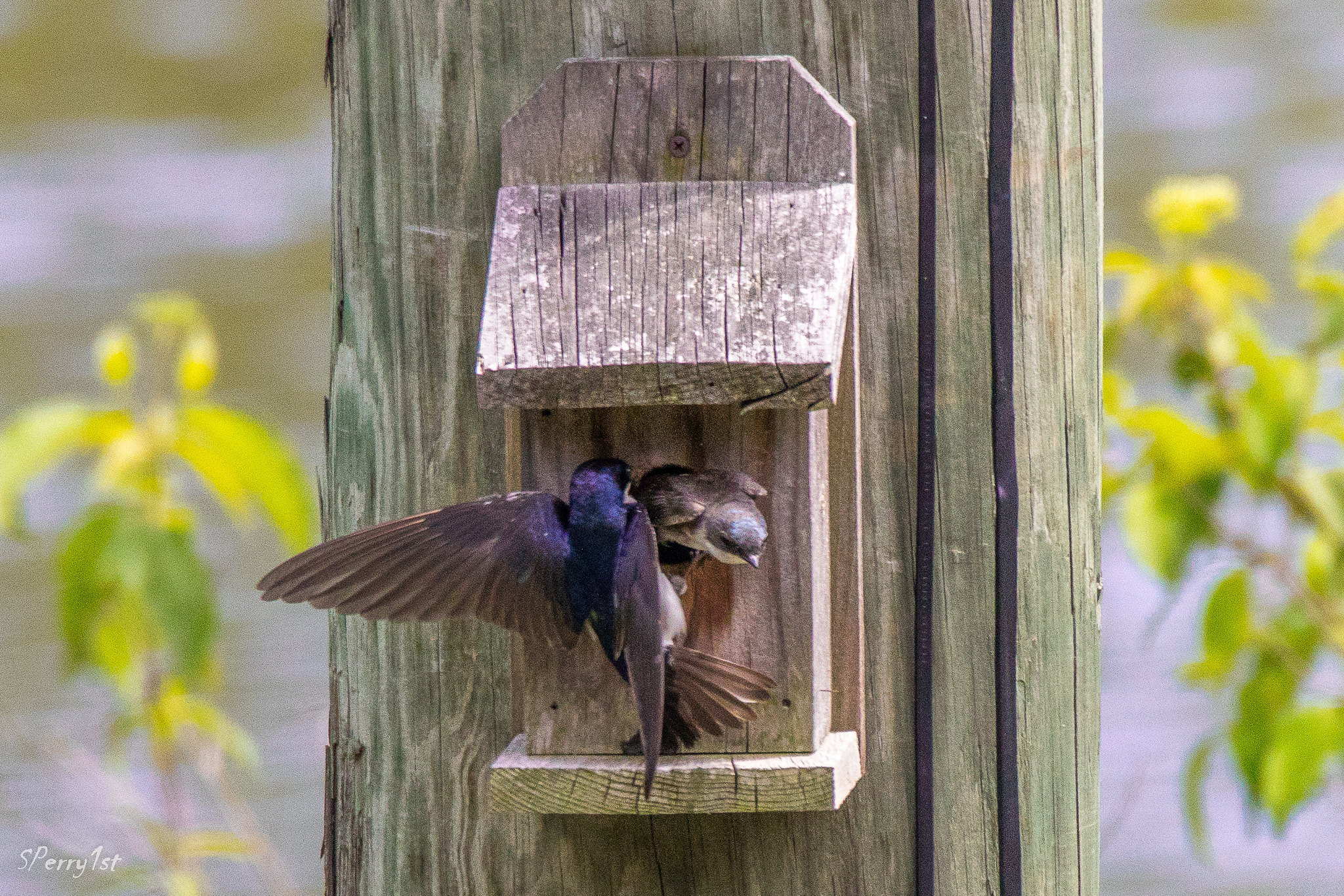 Canon EOS 760D (EOS Rebel T6s / EOS 8000D) + Sigma 150-600mm F5-6.3 DG OS HSM | C sample photo. Changing of the guard on the tree swallow nest. photography