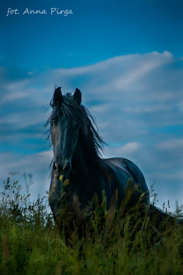 Nikon D300S sample photo. Black beauty photography