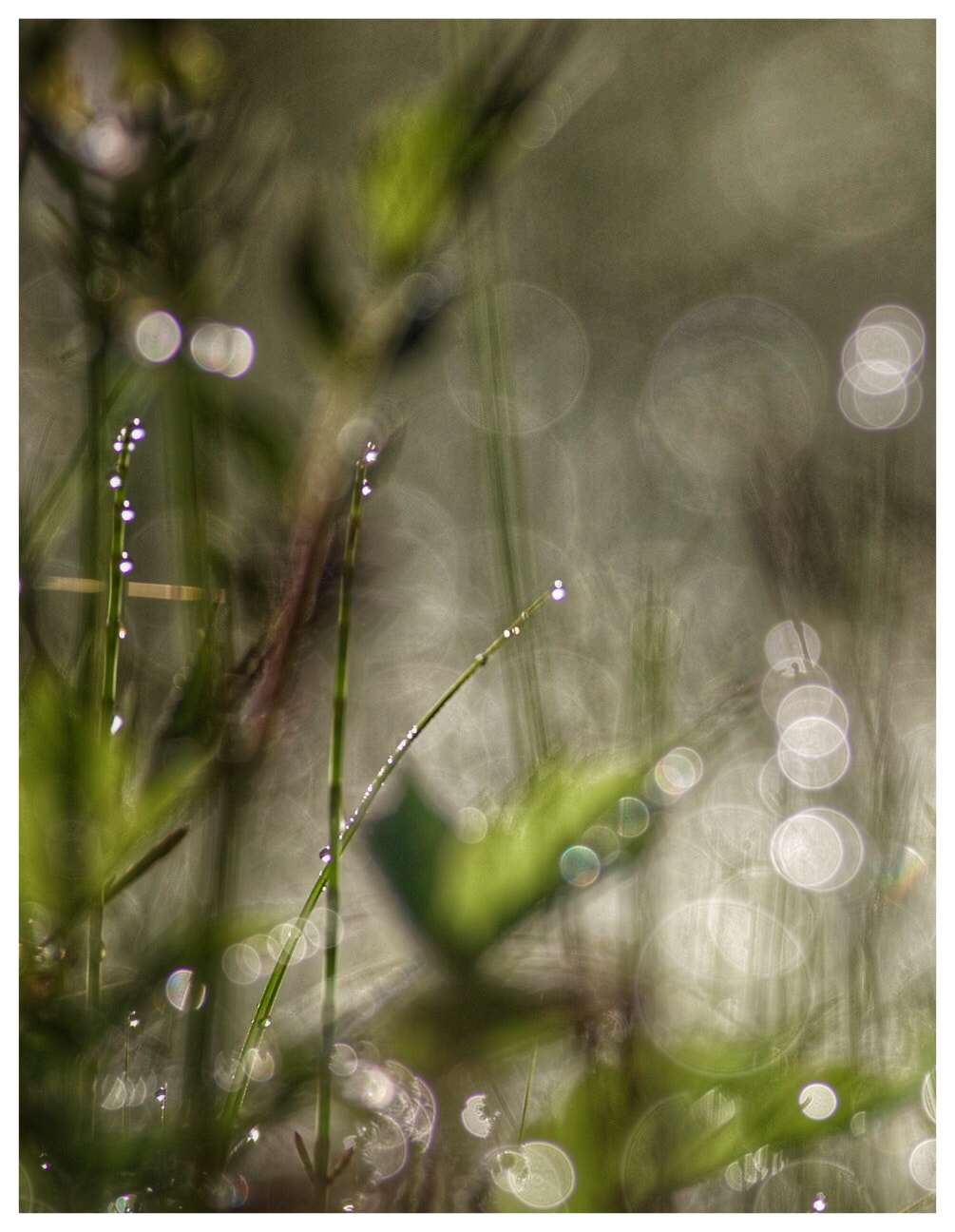 Canon EOS 6D + Canon EF 400mm F5.6L USM sample photo. Droplets photography