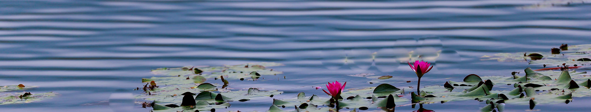 Canon EOS-1D X + Canon EF 200mm F2L IS USM sample photo