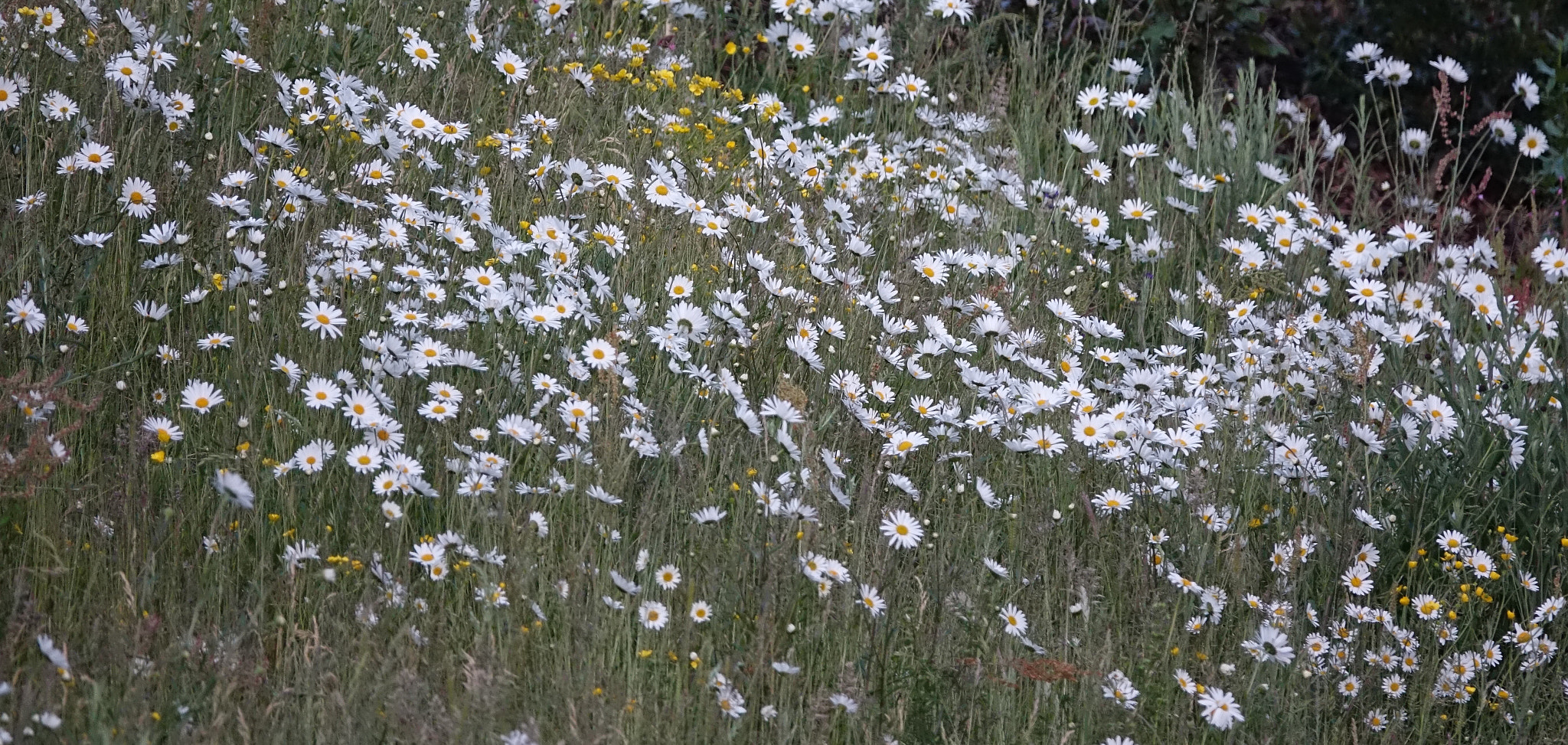 Sony 24-600mm F2.4-4.0 sample photo. Late evening sun on a bank of daisies in swanage, england.  photography