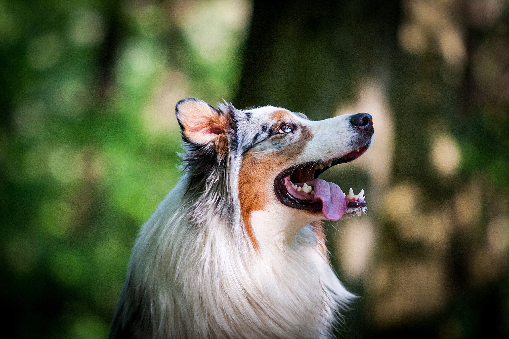 Sigma 70-200mm F2.8 EX DG OS HSM sample photo. Dragonnier photography