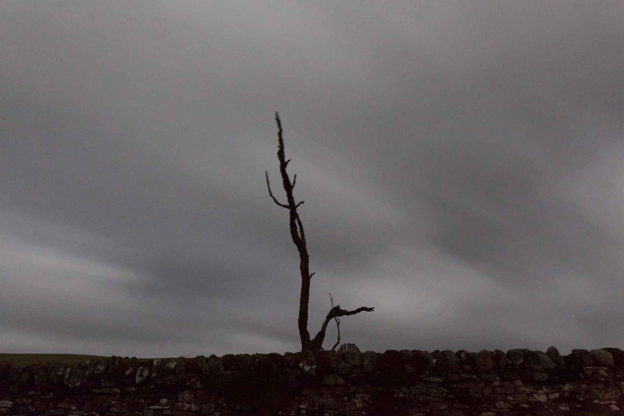 My Tree #2 | 23:07 30th March 2015