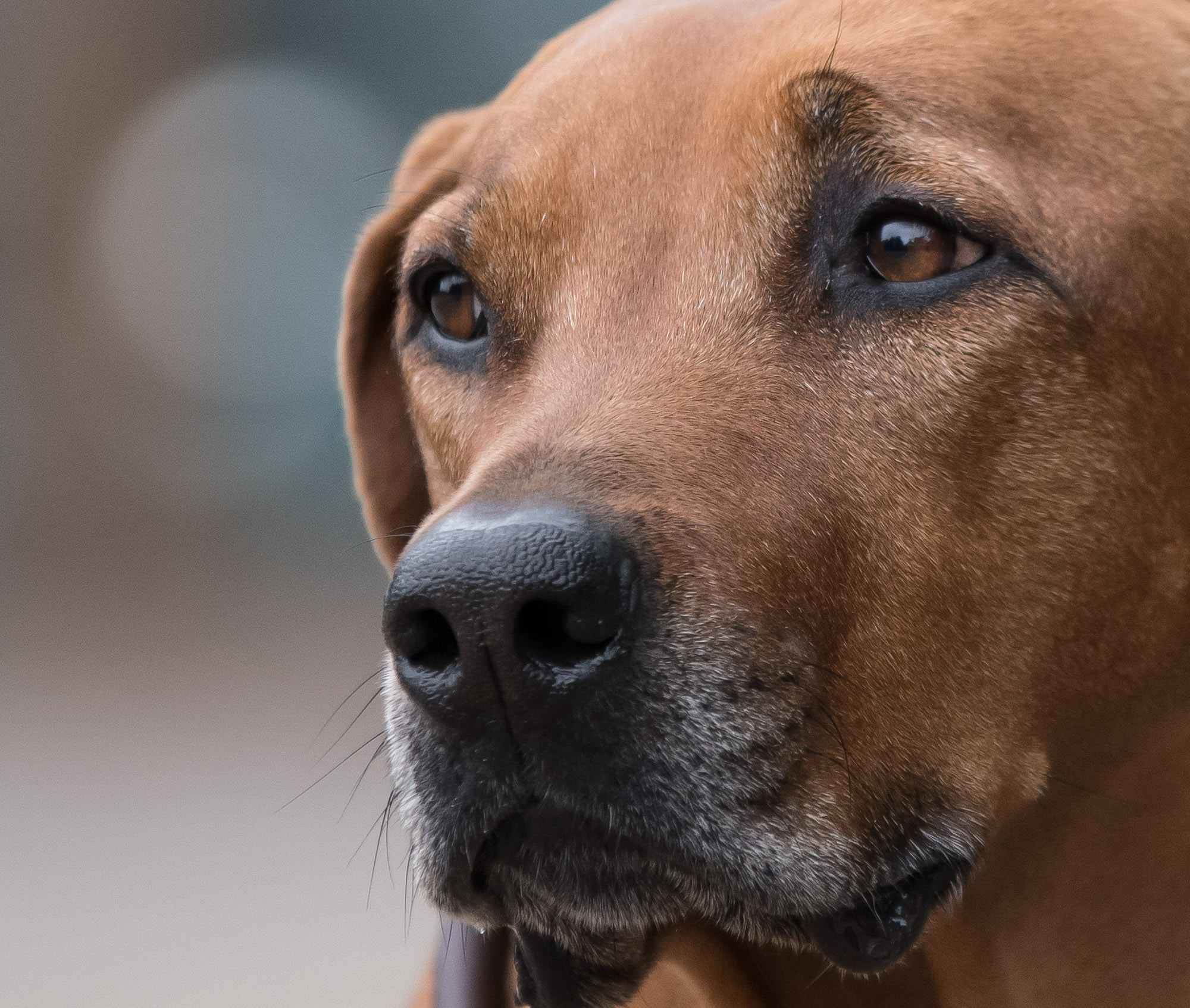 Sigma 70-200mm F2.8 EX DG OS HSM sample photo. She's got the look photography