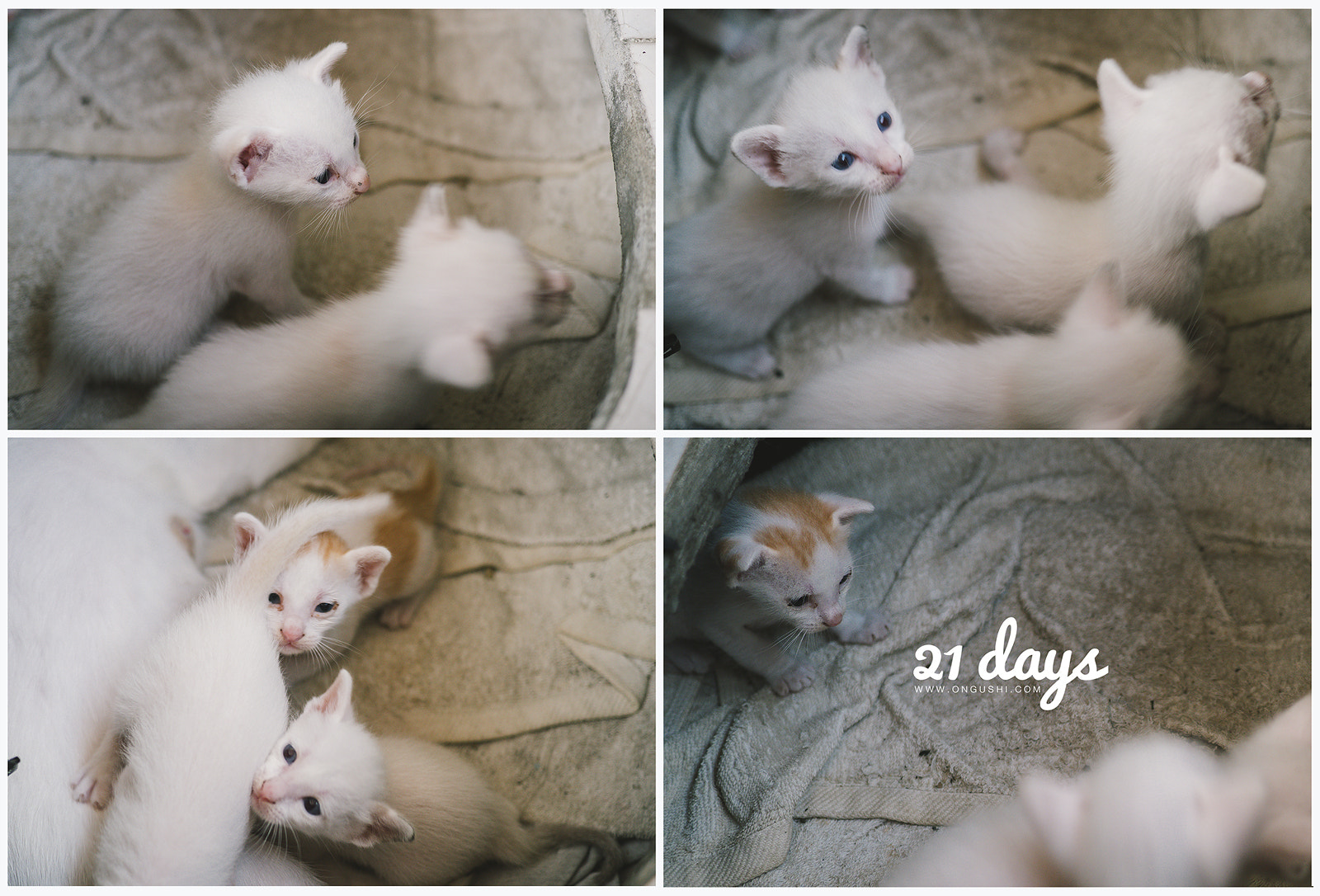 Olympus OM-D E-M10 II + LUMIX G 20/F1.7 II sample photo. Cat 107: 21 days ago photography
