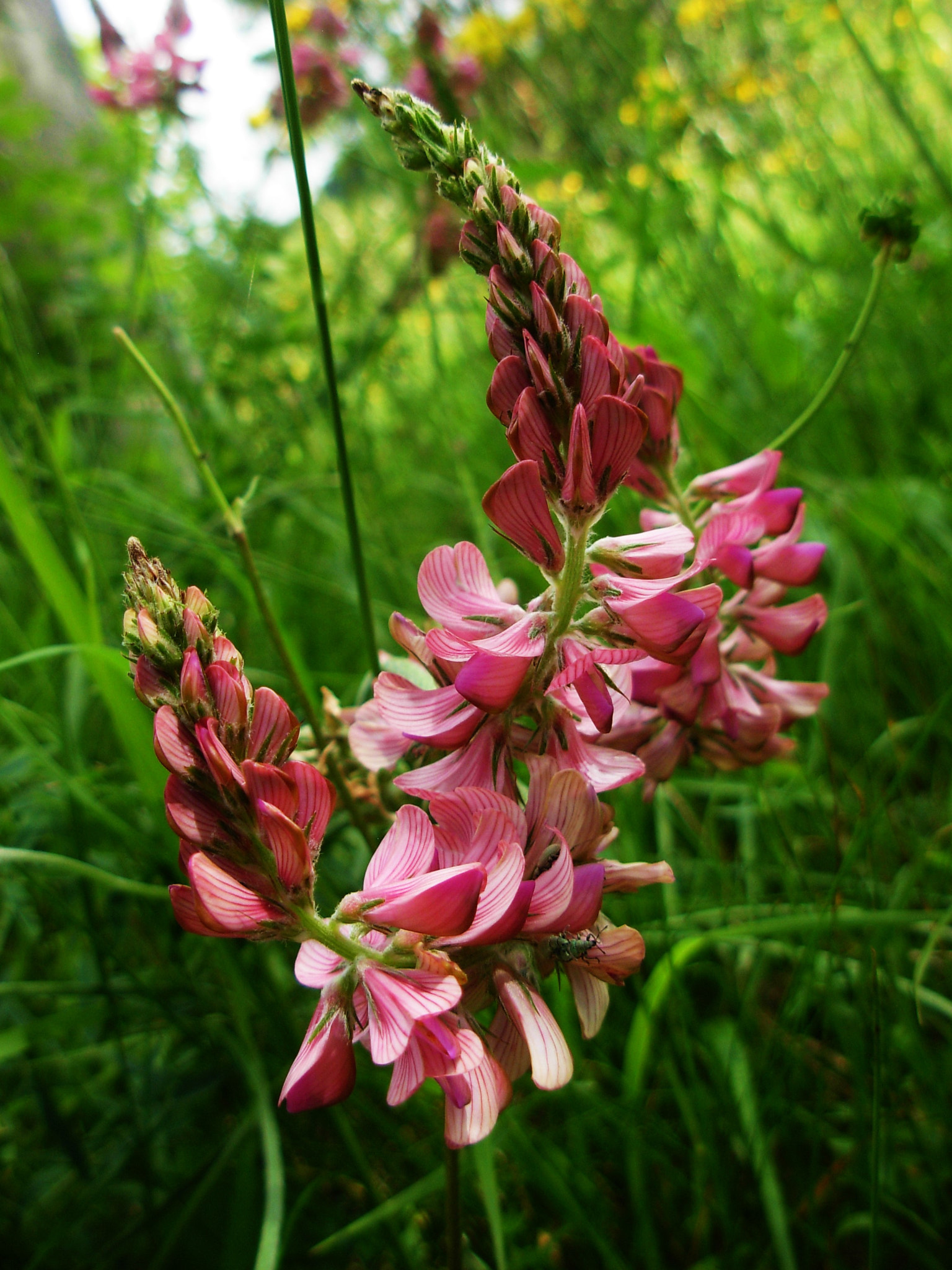 Nikon COOLPIX L5 sample photo. Pink flowers photography