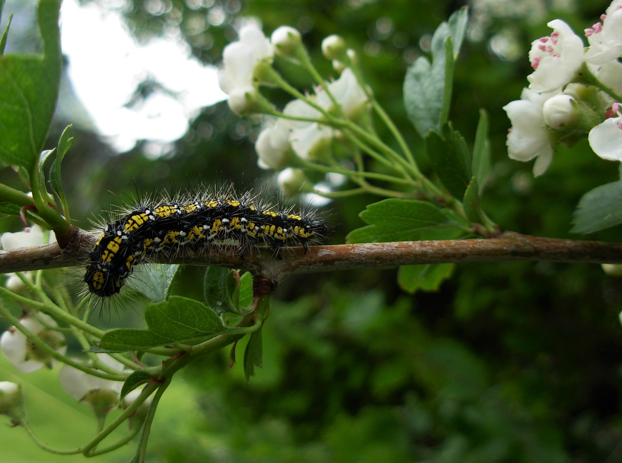 Nikon COOLPIX L5 sample photo. Insect photography